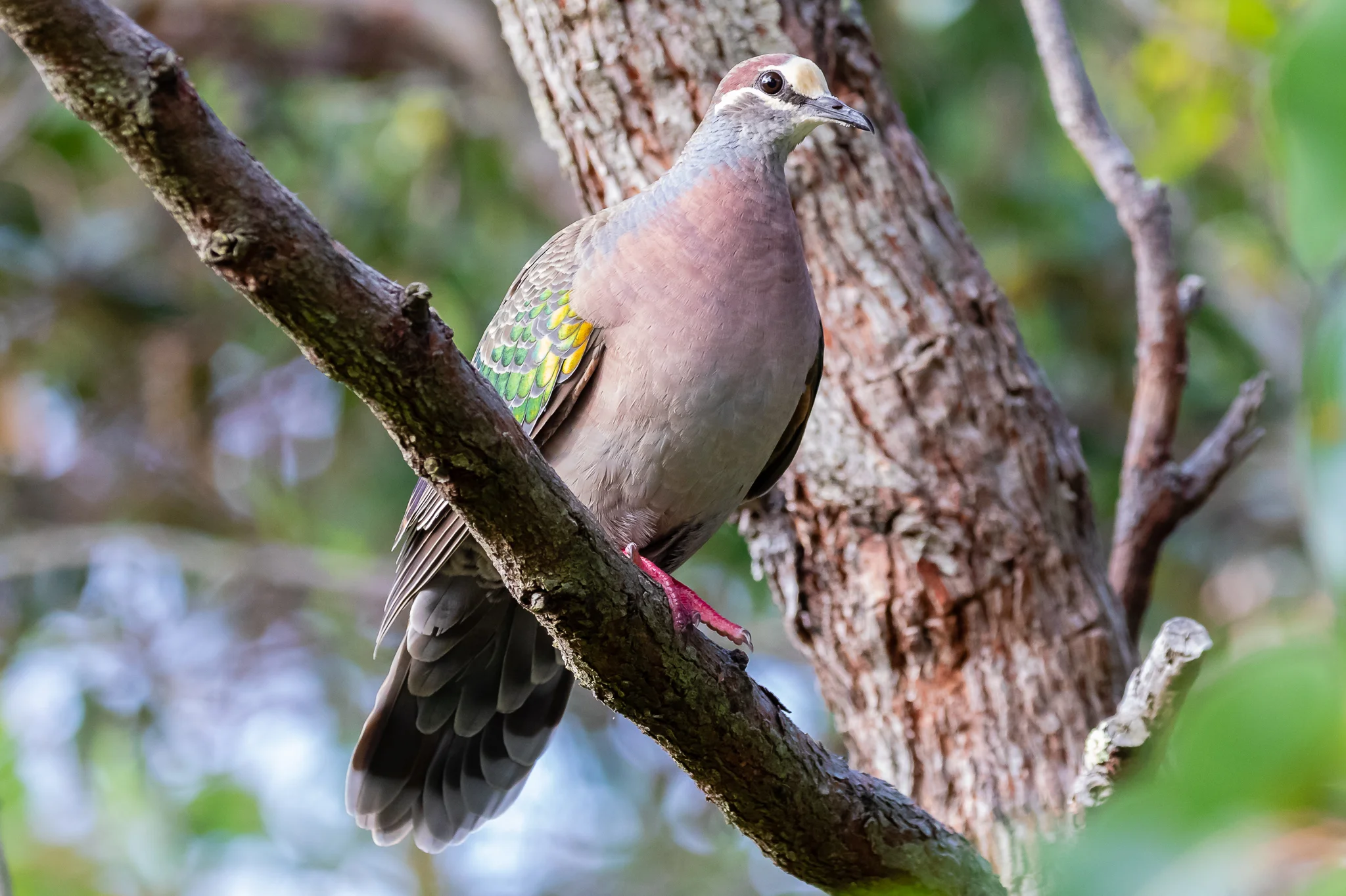 The Common Bronzewing is indeed common around Albany, with its low booming ship’s foghorn call.