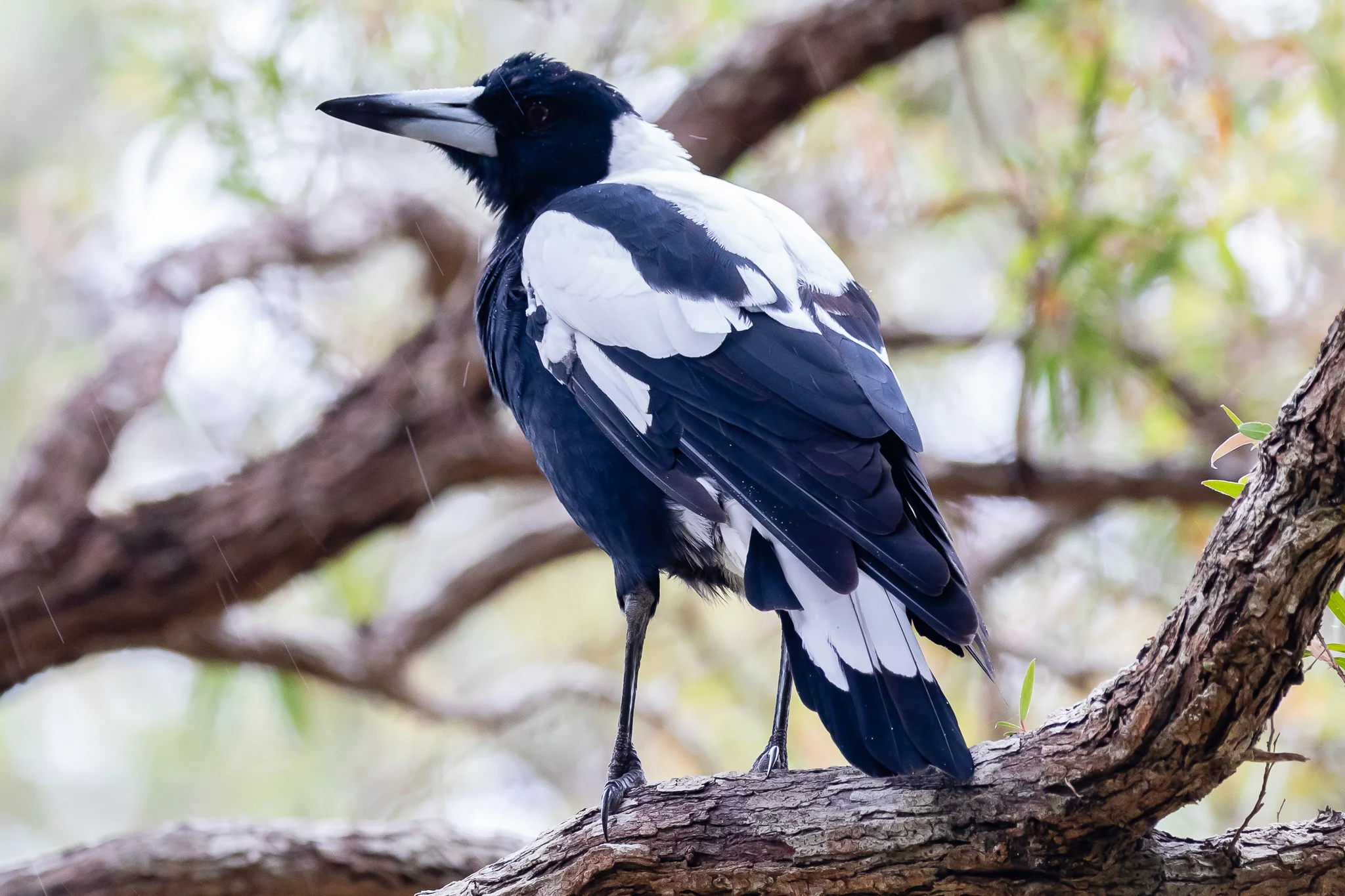 Western Magpie, a race of the Australian Magpie, male.