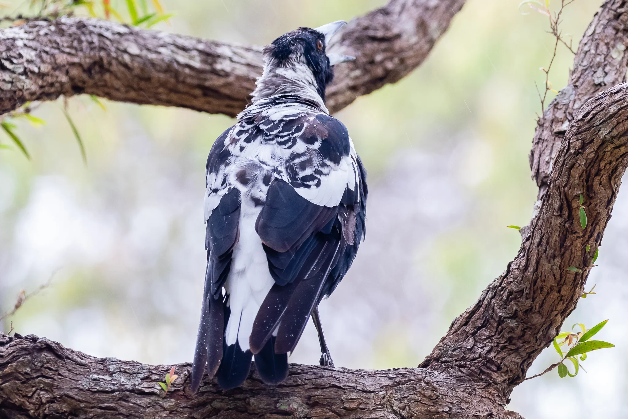 Western Magpie, a race of the Australian Magpie, female