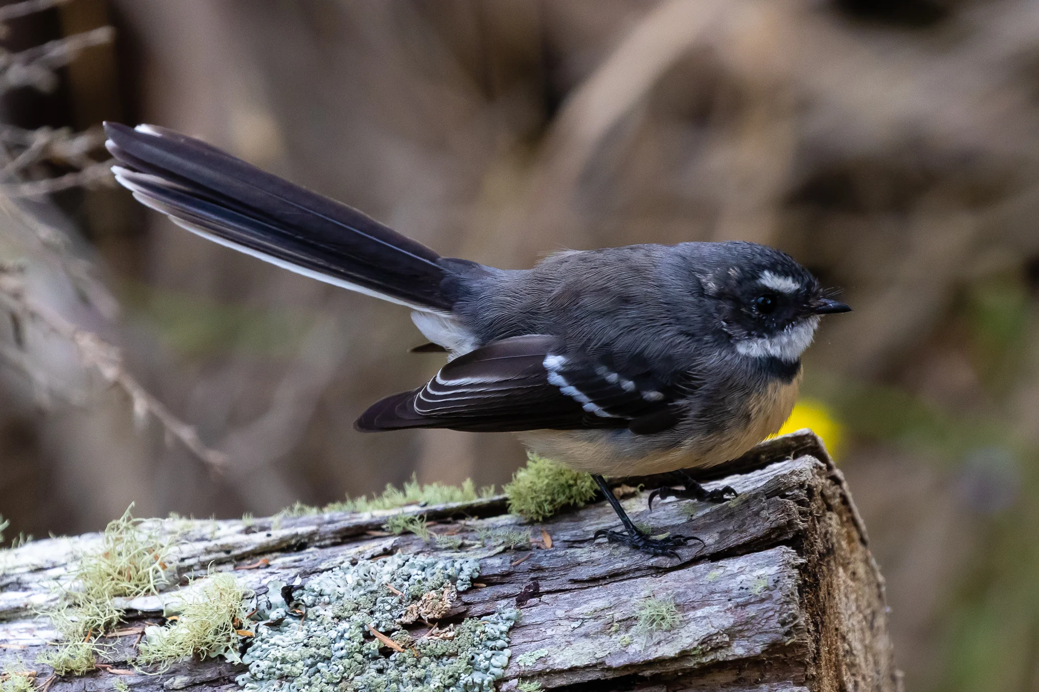 The South-West race of Grey Fantail is known for the darker colouration of its back.