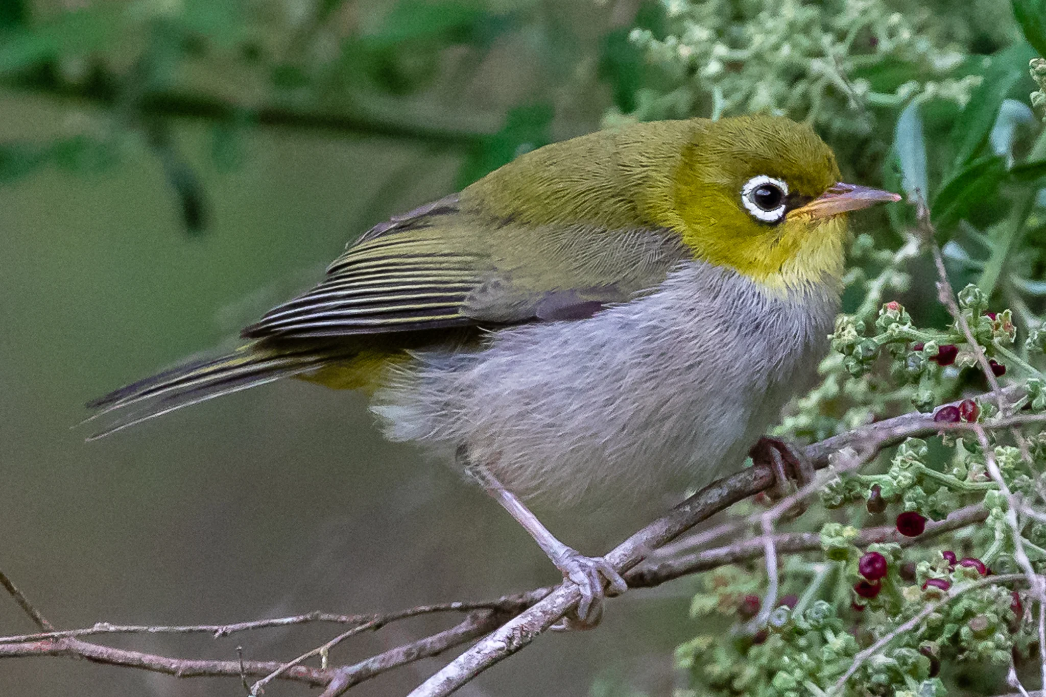 The Western Silvereye varies from other Australian races of SIlvereye having a back coloured olive green rather than blue-grey.