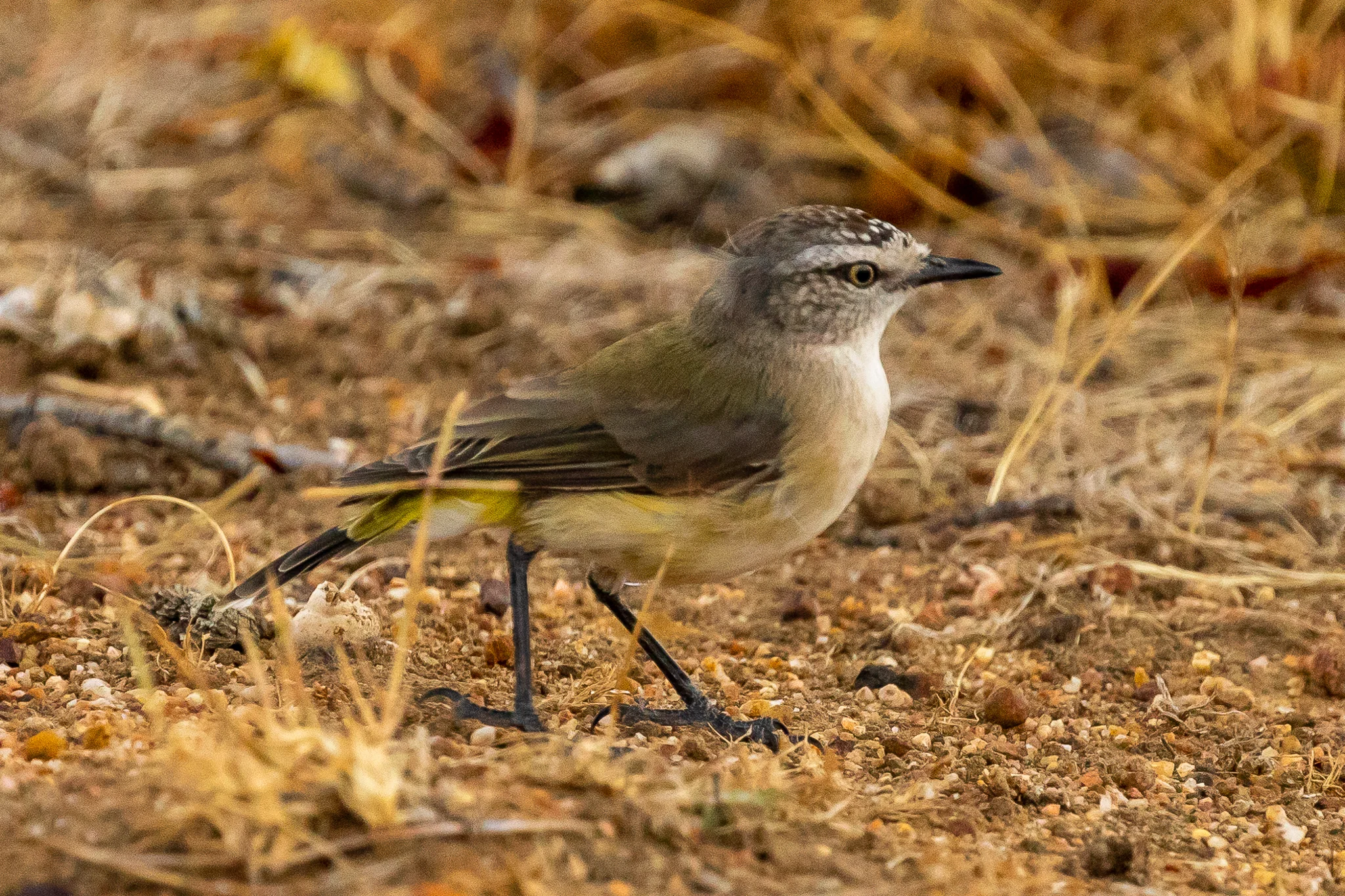 Yellow-rumped Thornbills are especially common in the open fields and farmlands to the north of Albany.
