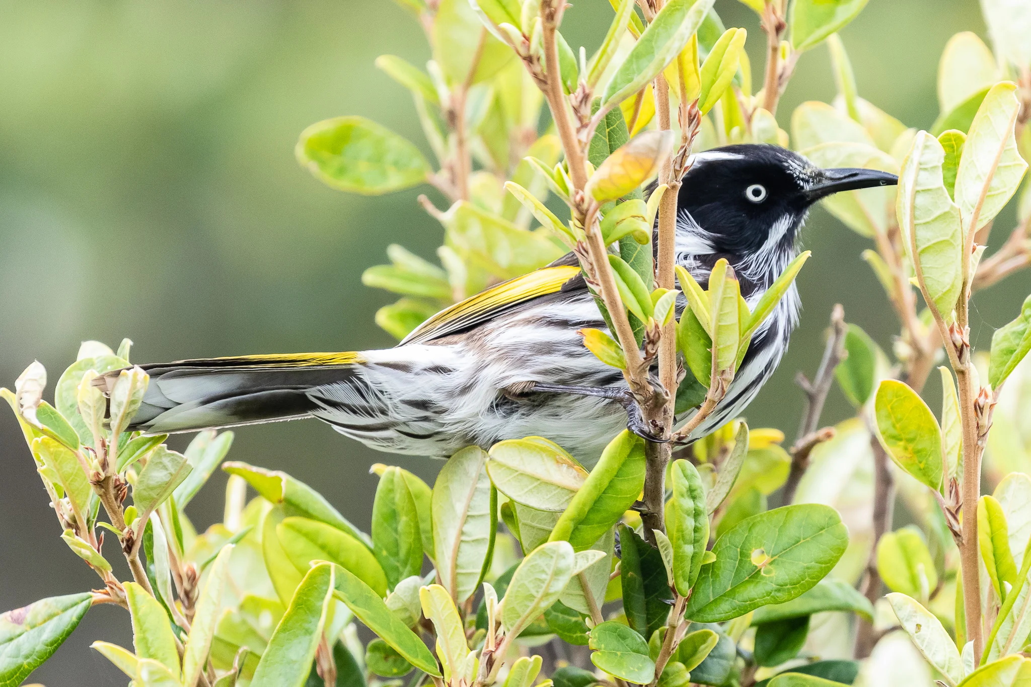 The New Holland Honeyeater is common around the south-east, southern and south-west coastlines of Australia. Often seen close to the beach.
