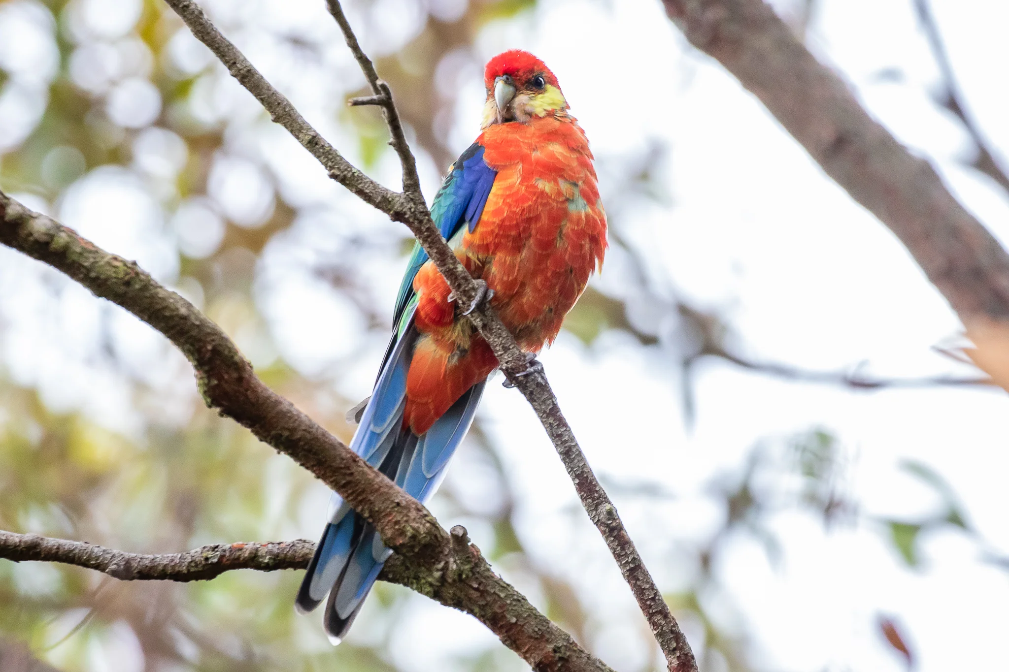 The Western Rosella provides a beautiful variation of the Rosella’s colouration. This bird sports the coloration of the far-south-west region, with a blue-green back. The back colour grades into red towards the north-west.