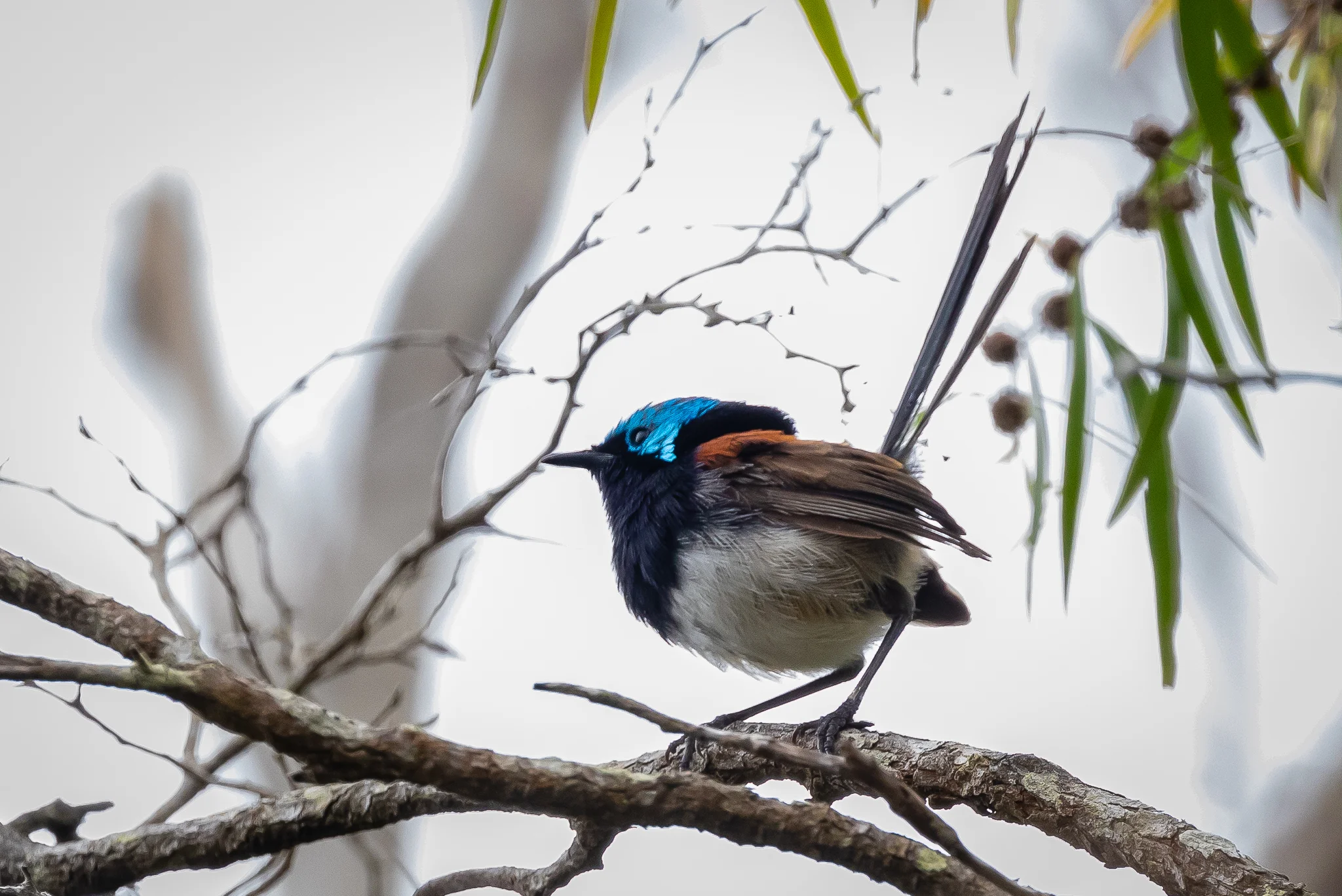 A Red-winged Fairy-wren (16 cm) perched by the path at Lake Seppings.