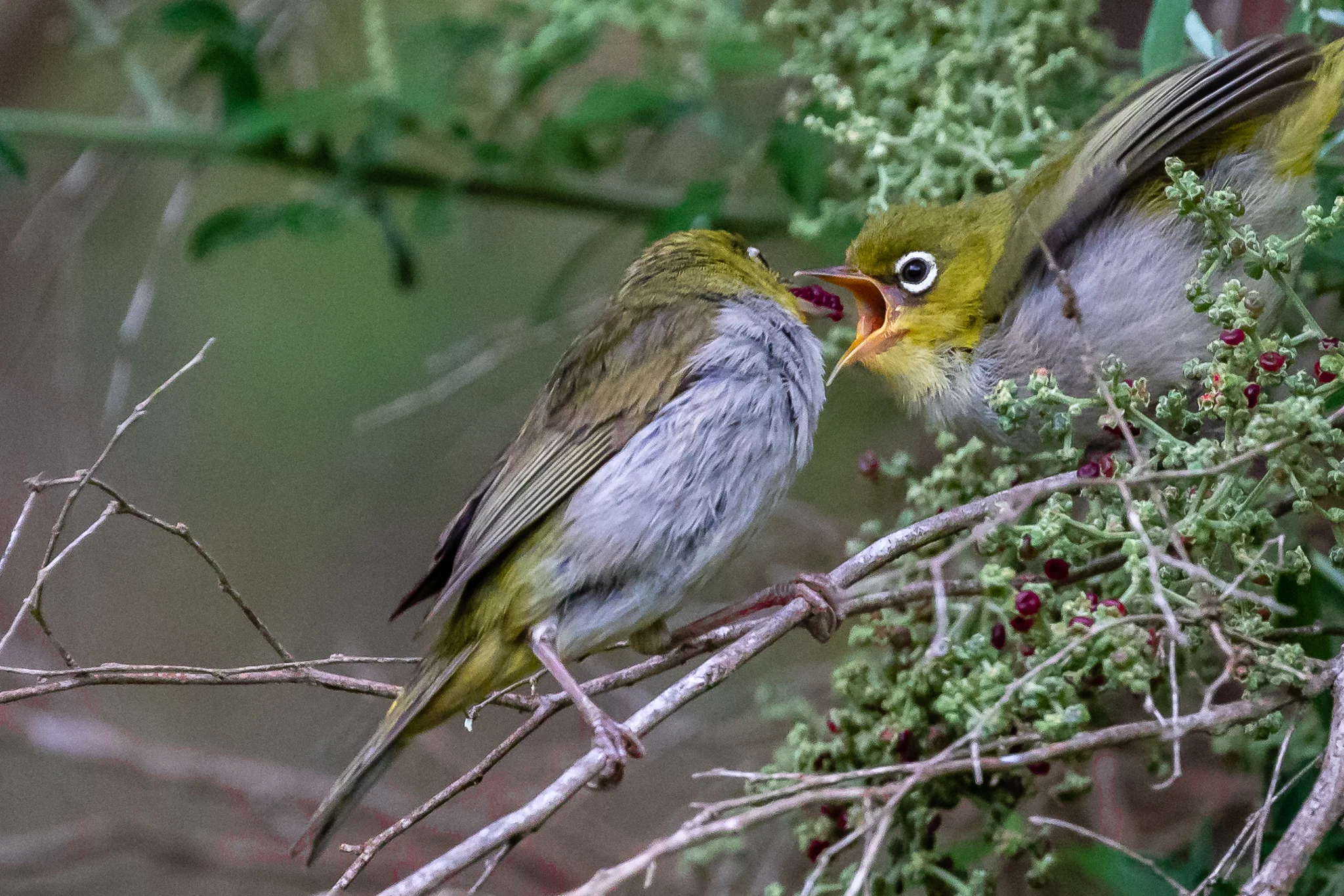 Western Silvereye feeding juvenile at Lake Seppings, Albany WA.