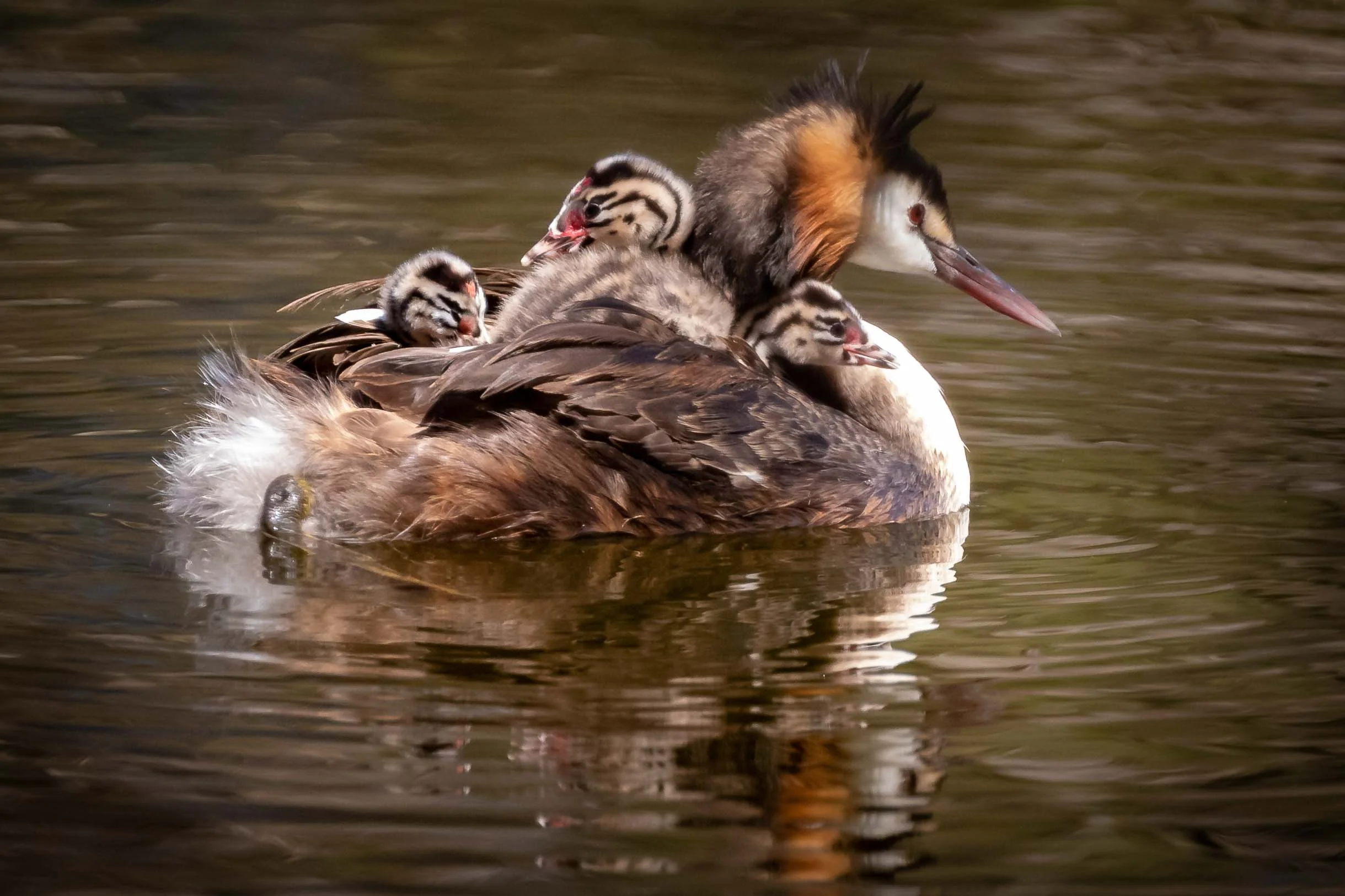 Great Crested Grebe with young at Herdsman Lake in Perth WA.
