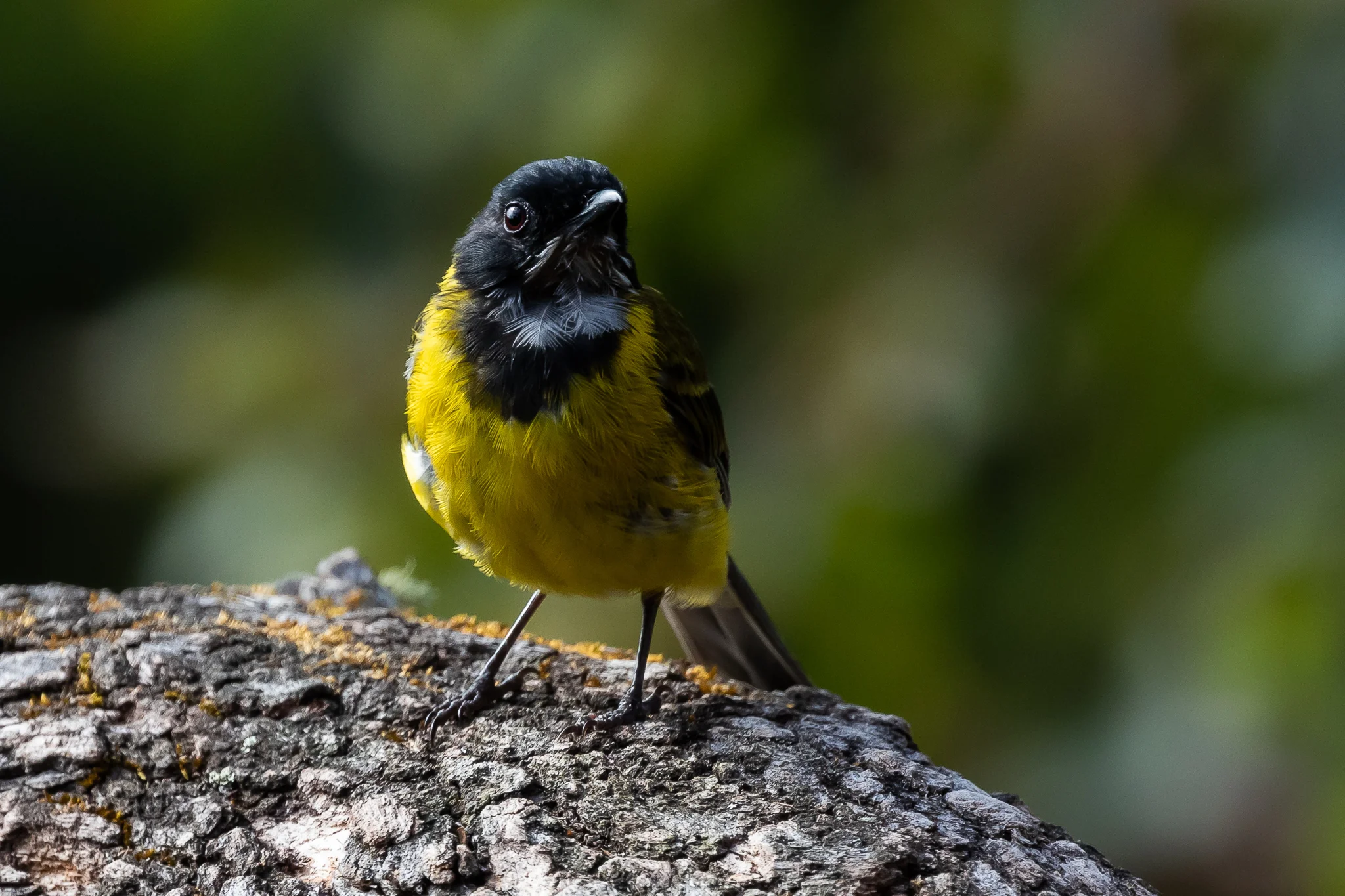 Western Golden Whistler, Albany WA.