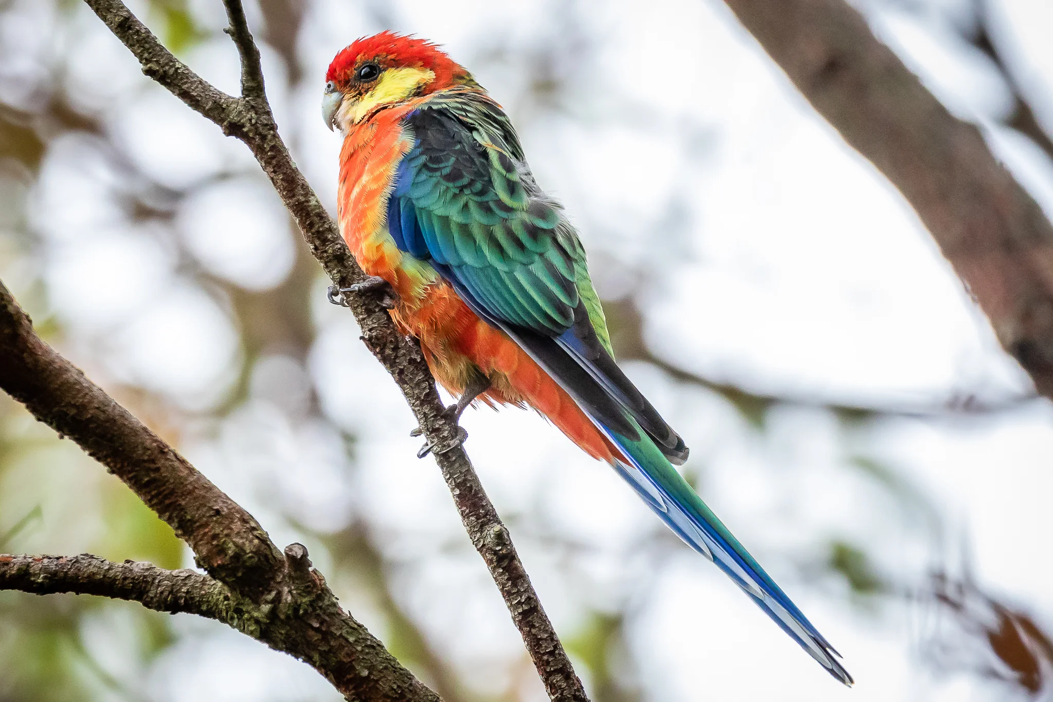 Western Rosella, at Albany WA.