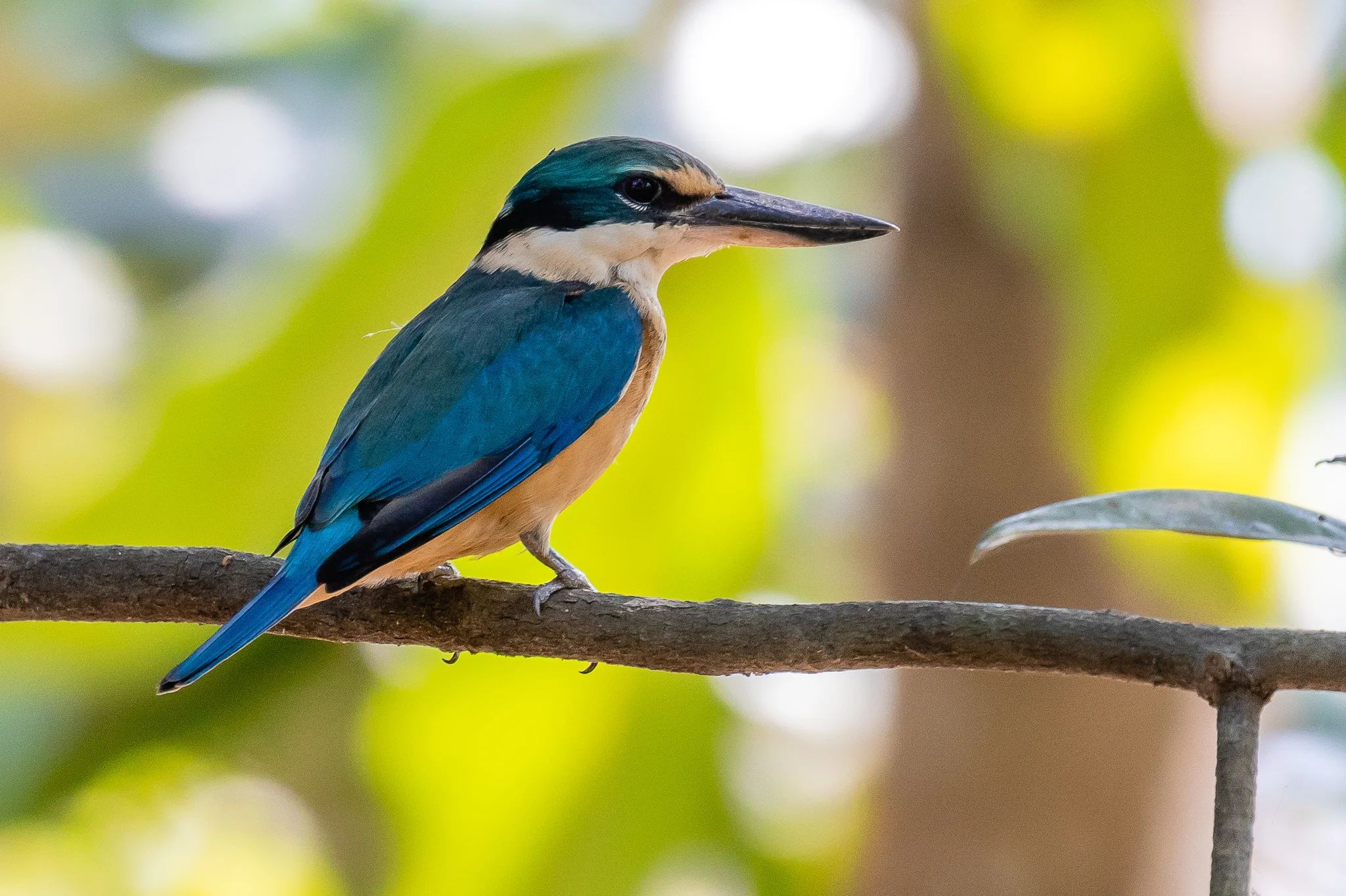 Sacred Kingfisher seen at Howard Springs Nature Park near Darwin, NT.