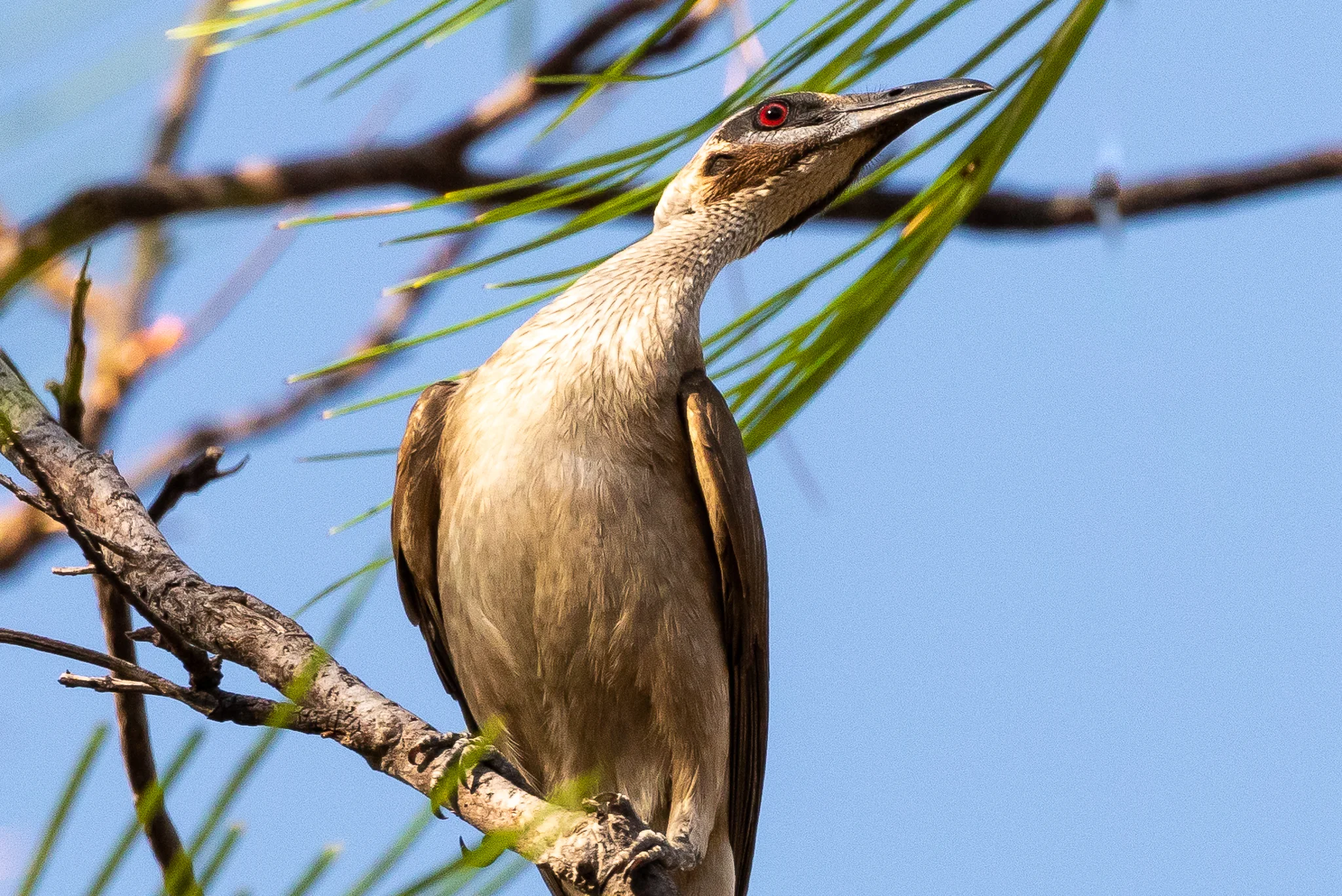 Little Friarbird at Mary River Ranger Station, NT.
