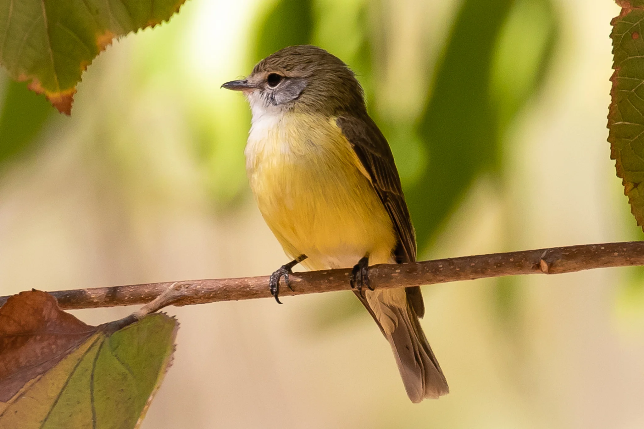 Lemon-bellied Flycatcher at Edith Falls near Katherine, NT.