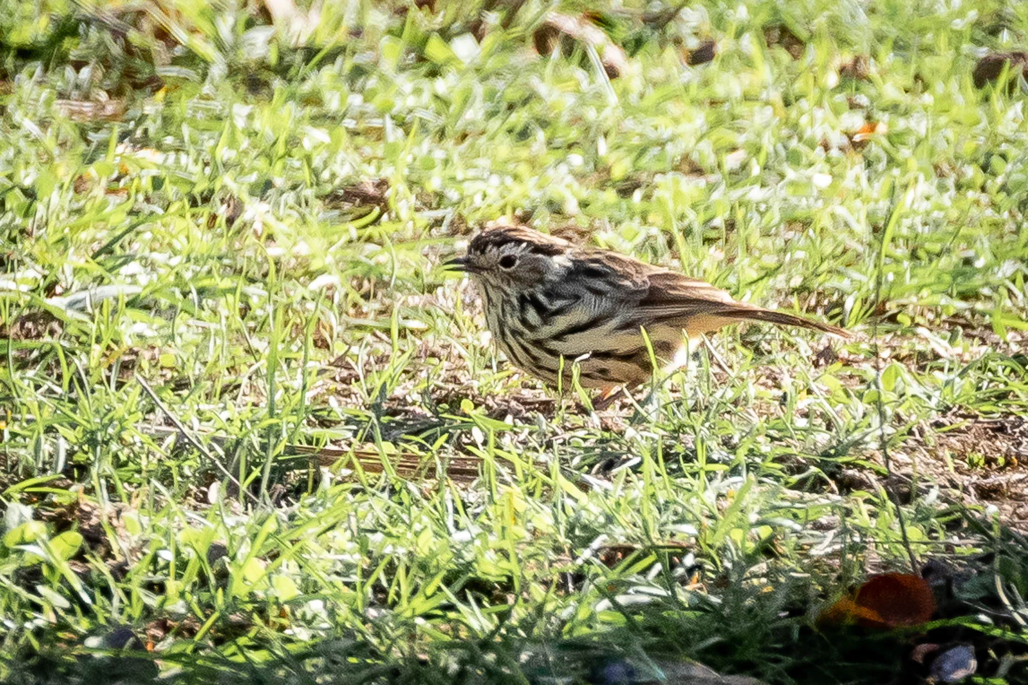 Speckled Warbler at Conimbla National Park.