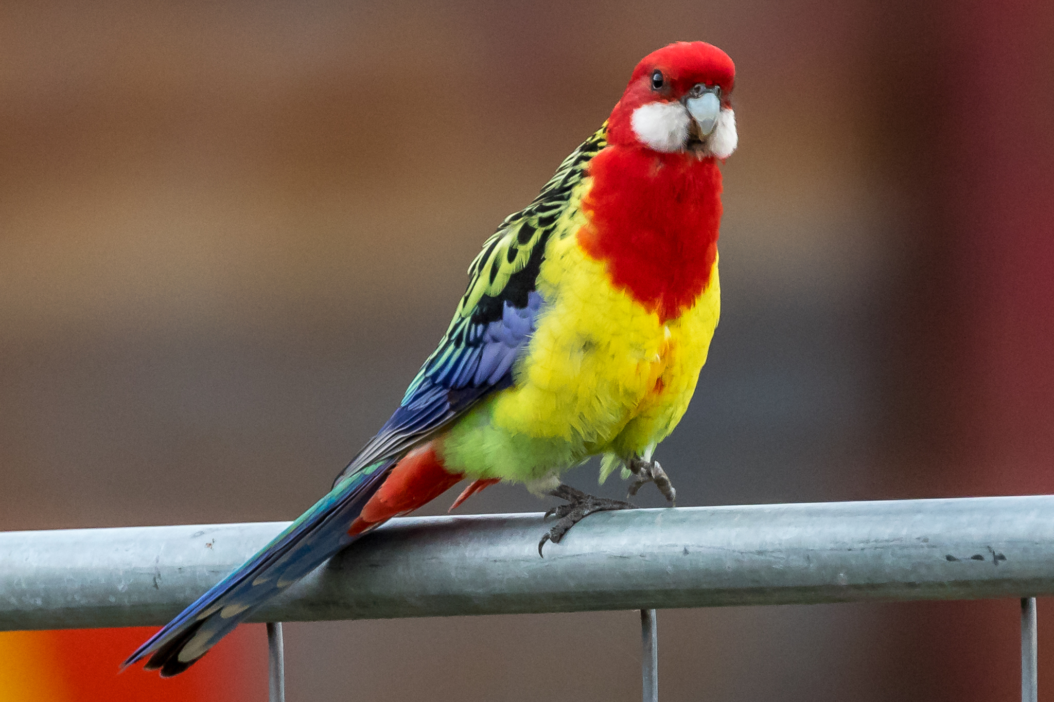 forklare Humoristisk hud Australian Parrots - Australia's Wonderful Birds