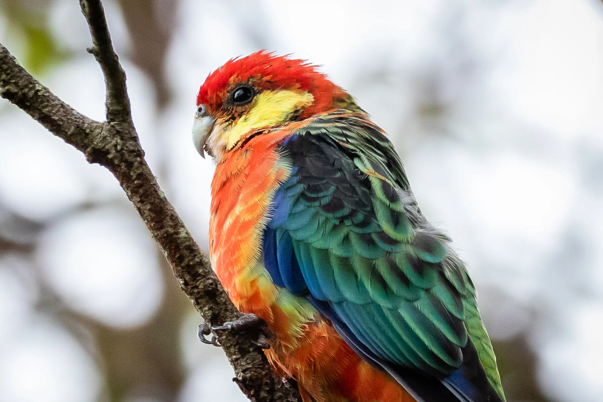 The Western Rosella (28 cm) sports a more subtle livery, inhabiting the woodlands of the south-west corner of Australia. Western Rosellas feed on grass seeds and in trees on nectar and insects.