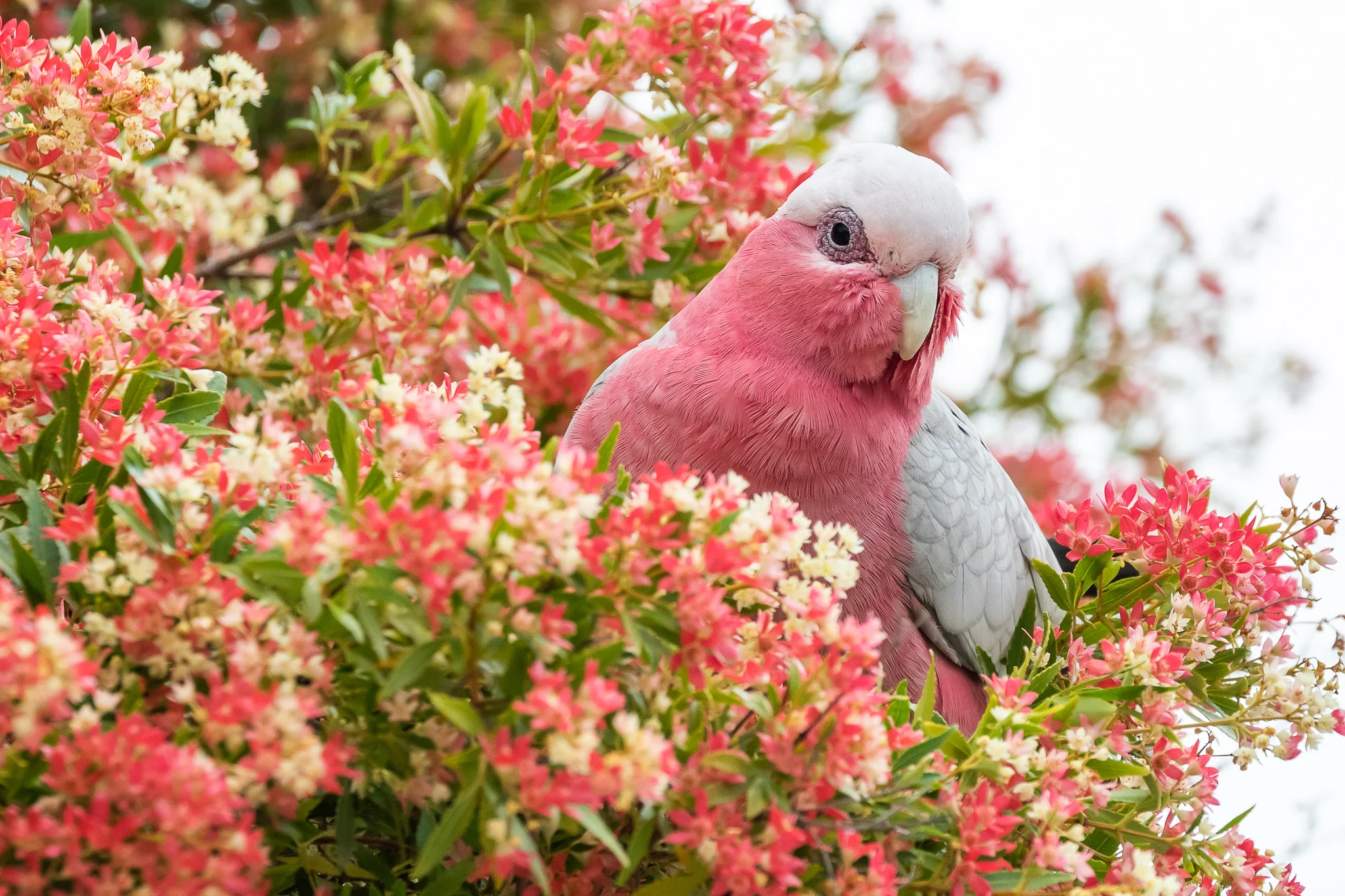 Galahs (38 cm) are one of Australia’s most widespread birds, found in cities, on beaches and in the bush. They feed on seeds from the ground and take advantage of cultivated grain production supplemented by nectar.