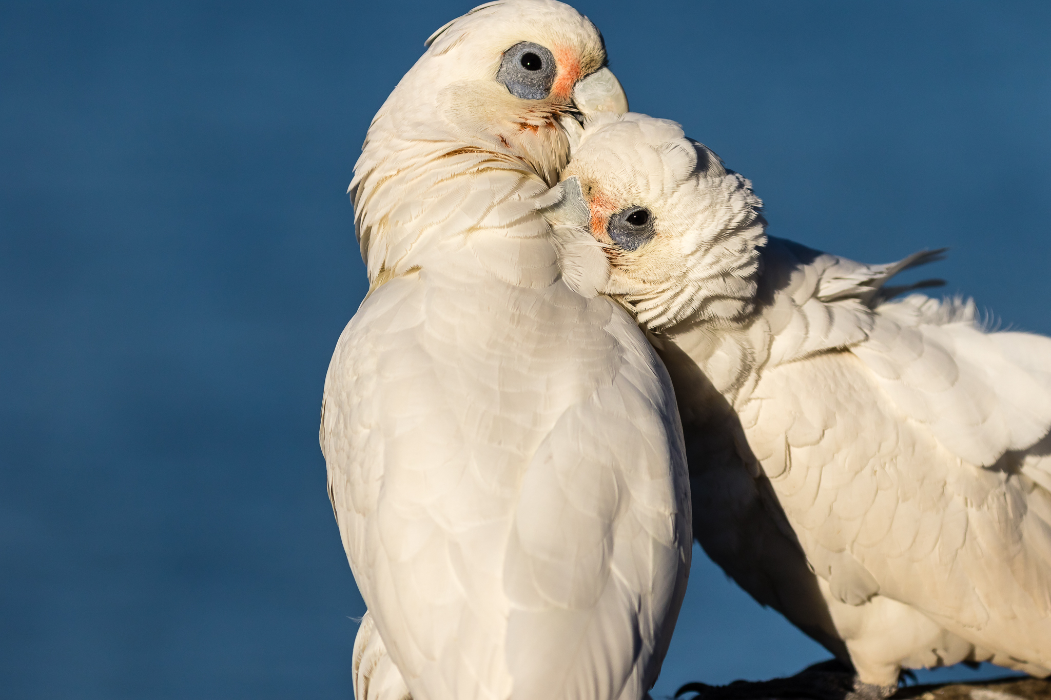 Australian Parrots - Australia's Birds
