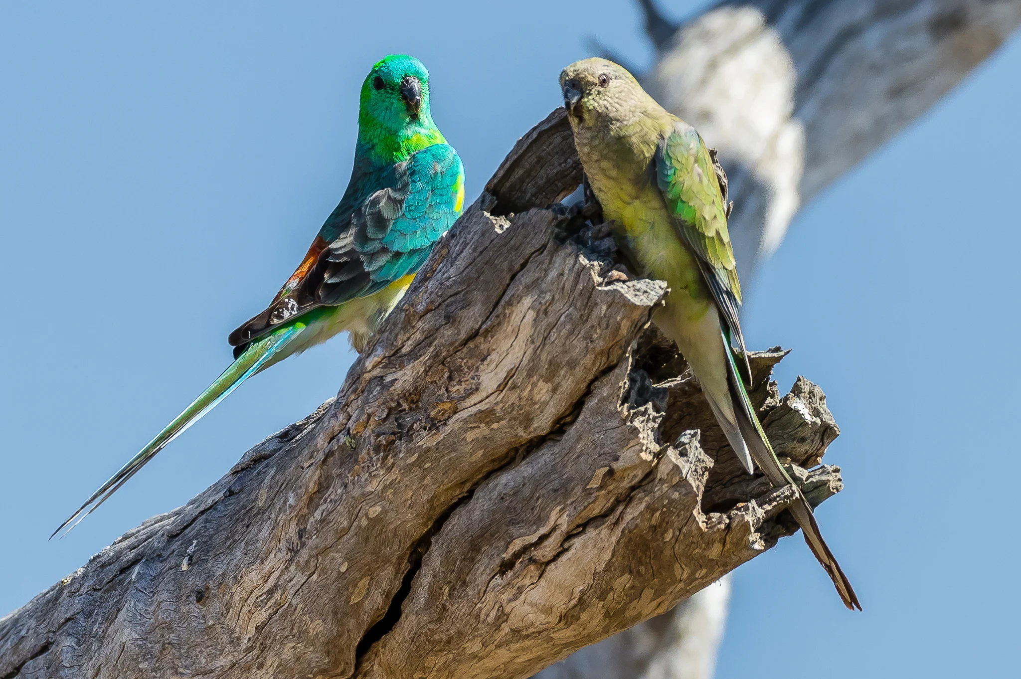 Red-rumped Parrots (28 cm) inhabit the open grasslands and woodlands of south east Australia. They eat grass seeds and will also feed on seeds and fruits from trees. Like the Ringnecks, Red-winged, Hooded and Mulga Parrots they are“true parrots”.