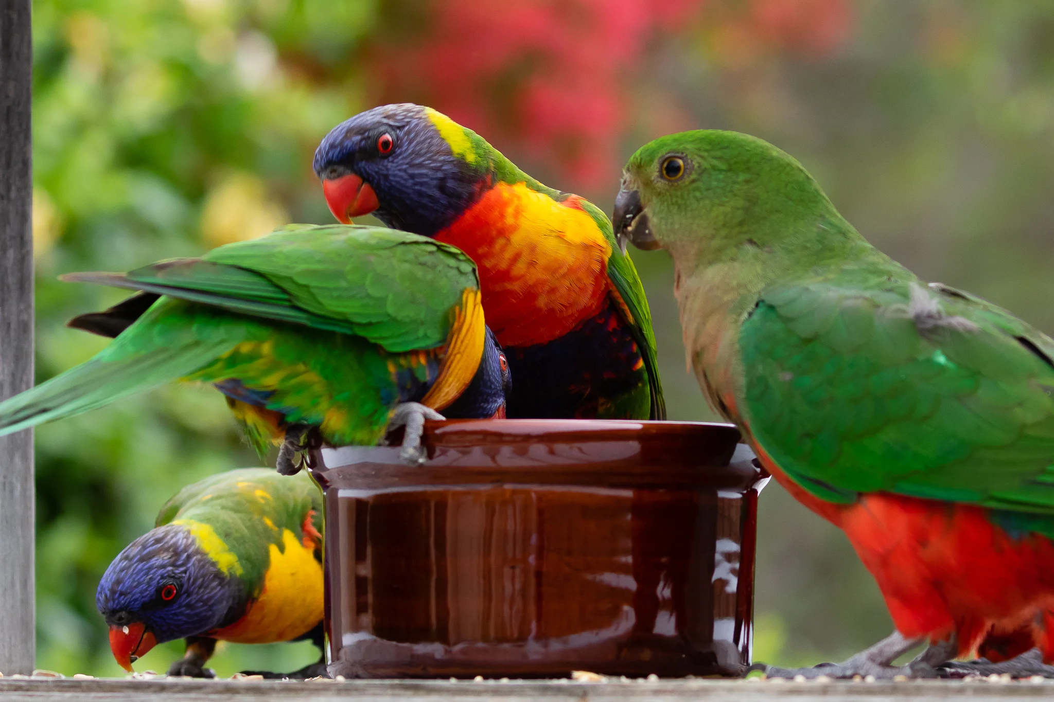 The Rainbow Lorikeet (31cm) is another of Australia’s most common birds found along the east coast, the south-east and Perth. They are aggressive out competing others for nest sites and food. The King Parrot on the right waits her turn for food!