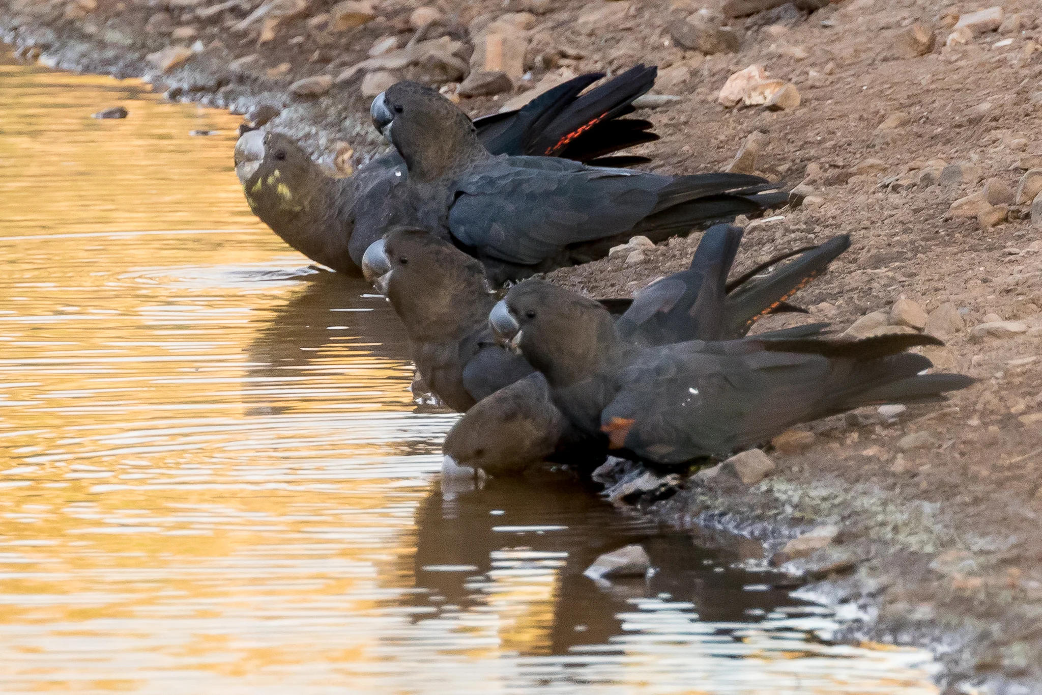 These Glossy Black-Cockatoos (50 cm) drink at dusk at a waterhole in a large casuarina woodland. They are found in south east Australia, extracting the seed from casuarina cones supplemented by occasional insect larvae.