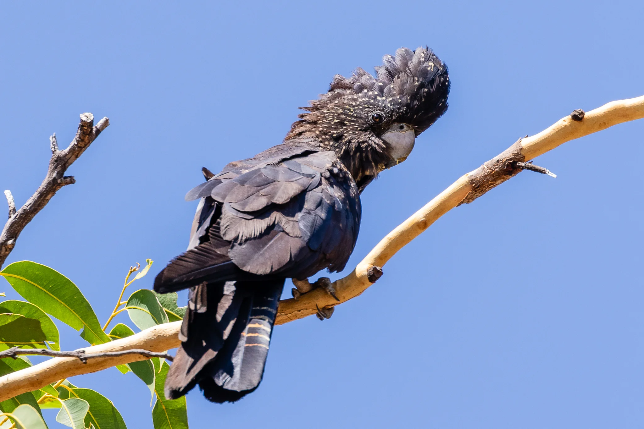 The Red-Tailed Black-Cockatoo (65 cm) is seen in the north, the west and some central areas of Australia. They eat eucalypt, casuarina and banksia seeds using their bill to extract seeds from hard seed pods. They tear holes in trees to find insect larvae.