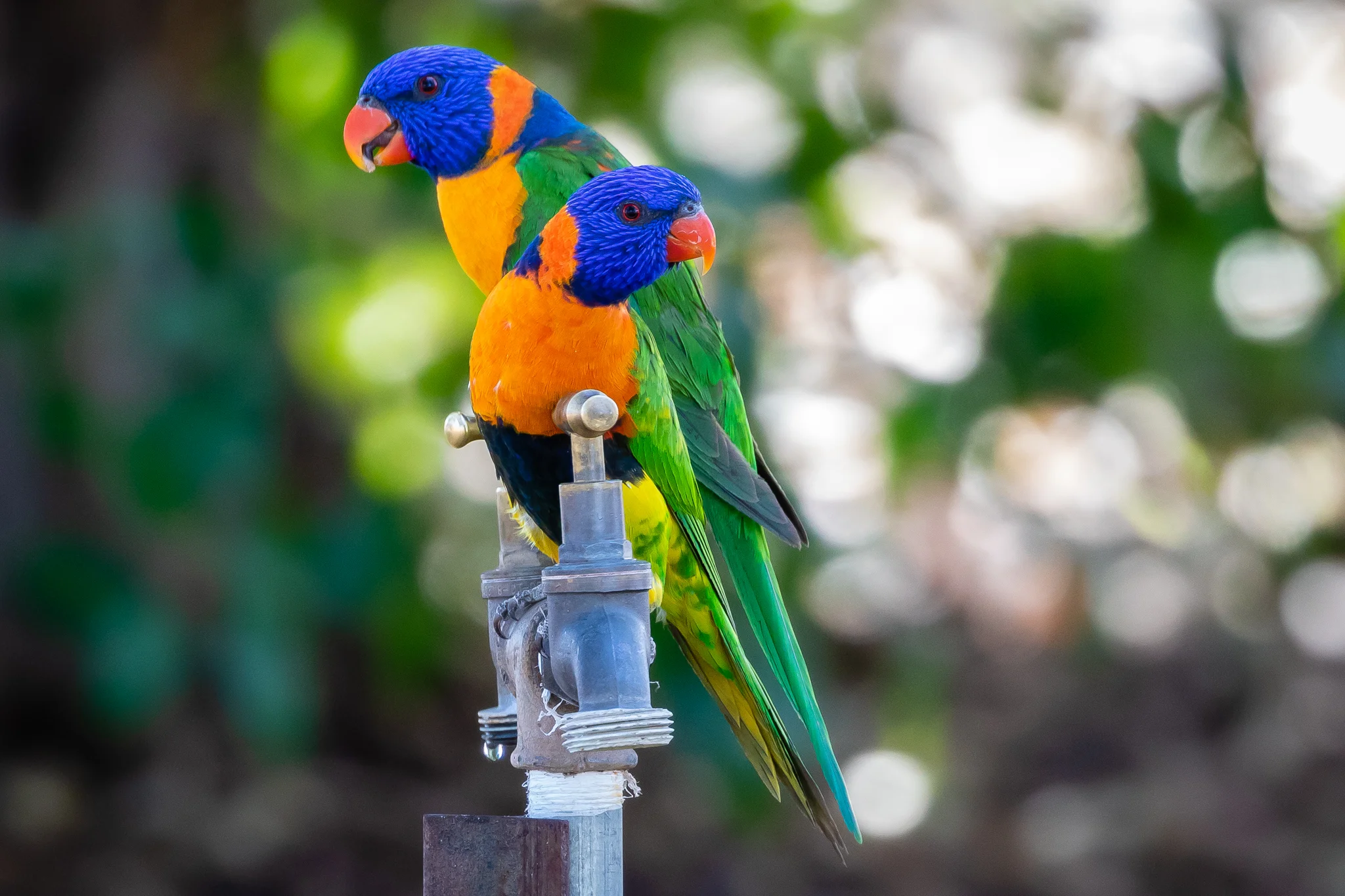 Lorikeets are true parrots. The Red-collared Lorikeet (31 cm) is only found in the Northern Territory and north of Western Australia. They feed on fruit, nectar, blossoms, seeds and berries.