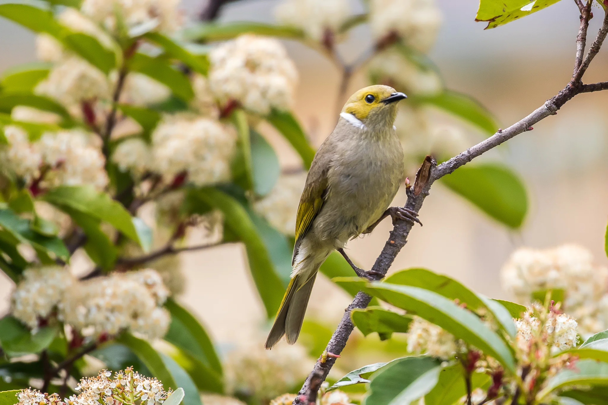 White-plumed Honeyeaters and other honeyeaters take advantage of nectar from garden plants as well as their main food source, the nectar, pollen and manna from flowering eucalyptus trees. The White-plumed Honeyeater can be seen in open bush and road-side trees.