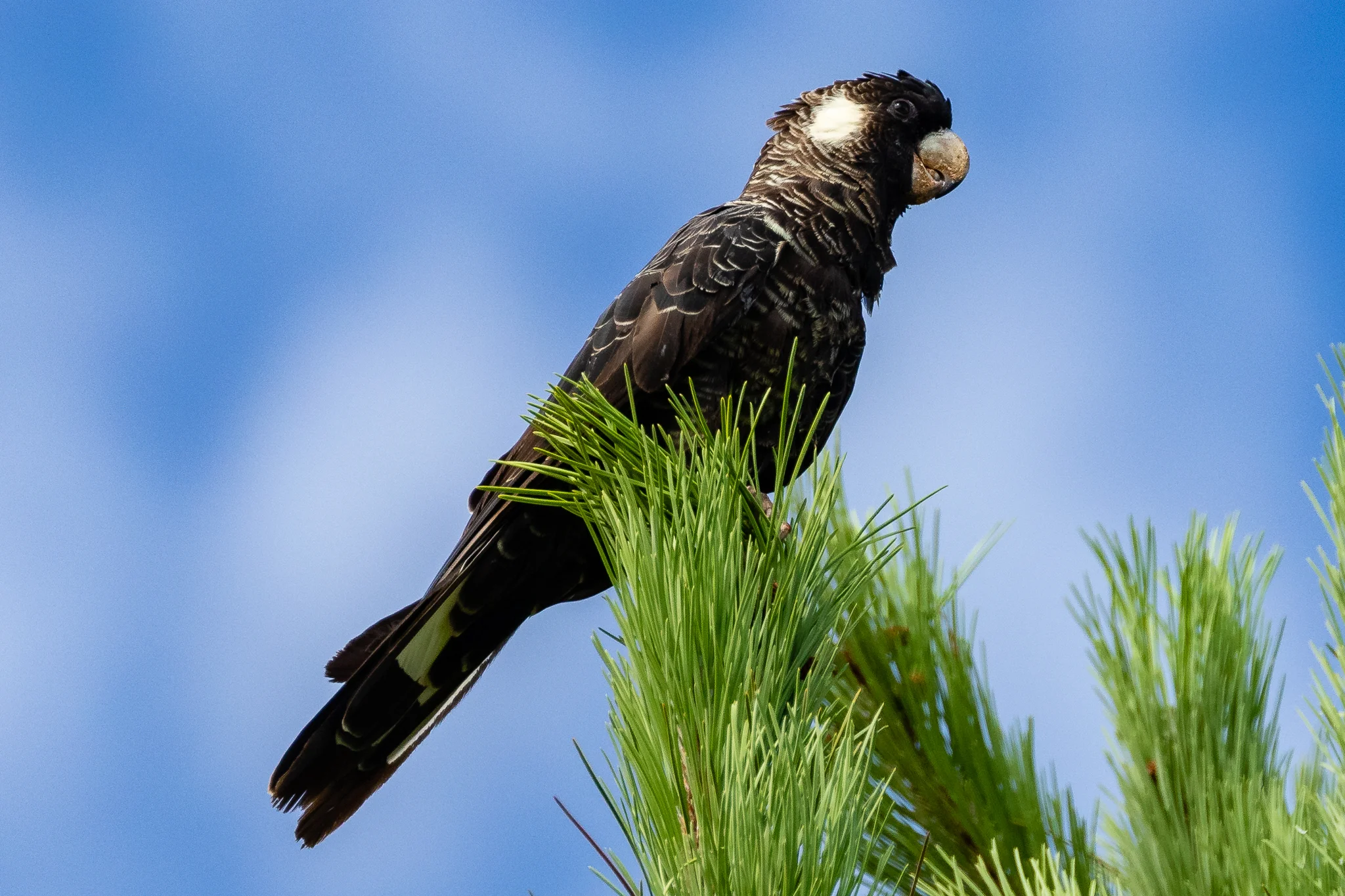 The endangered Carnaby’s Black-Cockatoo (60 cm) is found in the woodlands of south-west Australia. It feeds on pine, grevillea and banksia seeds. These Black-Cockatoos can live to over 40 years in the wild.