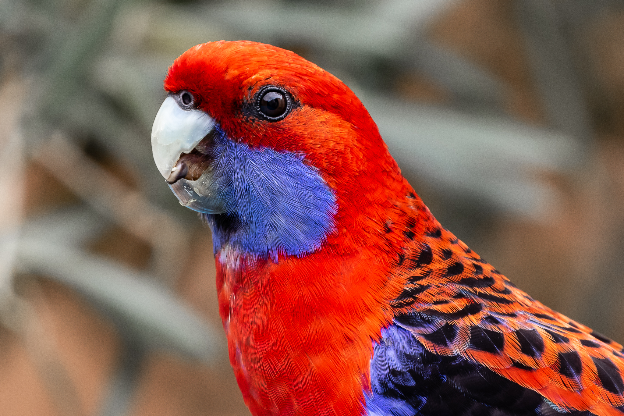 Australian Parrots - Australia's Wonderful Birds