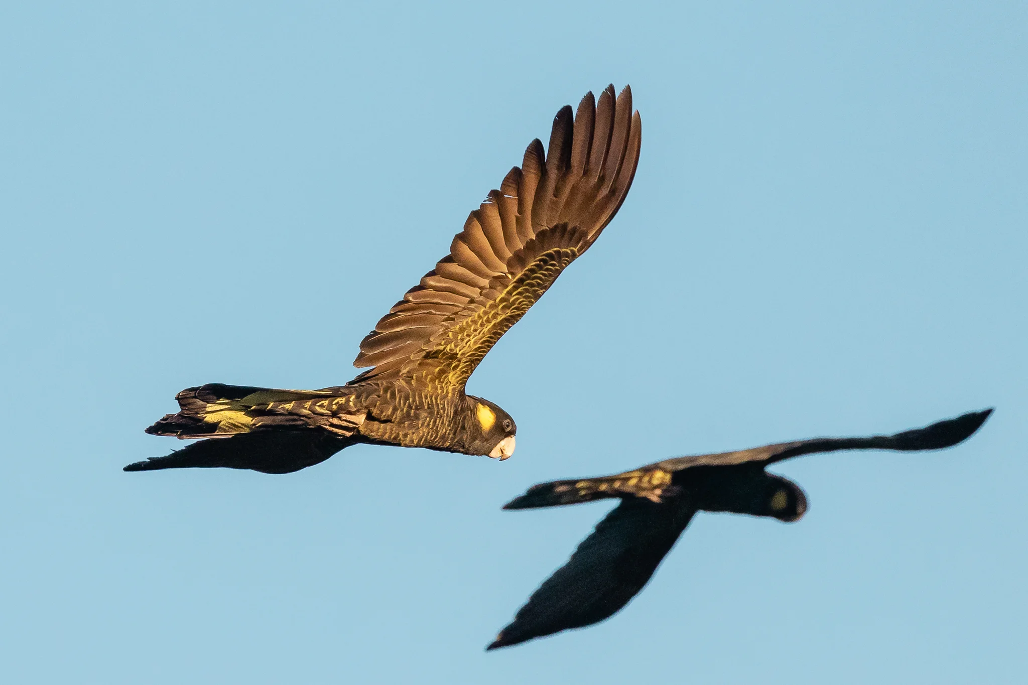 The languid flight and wailing call of the Yellow-tailed Black-Cockatoo (65 cm) make it a favourite for many. Found in southern Queensland, NSW , Vic. SA and Tasmania. Feed on seeds of trees and shrubs and sometimes insects.