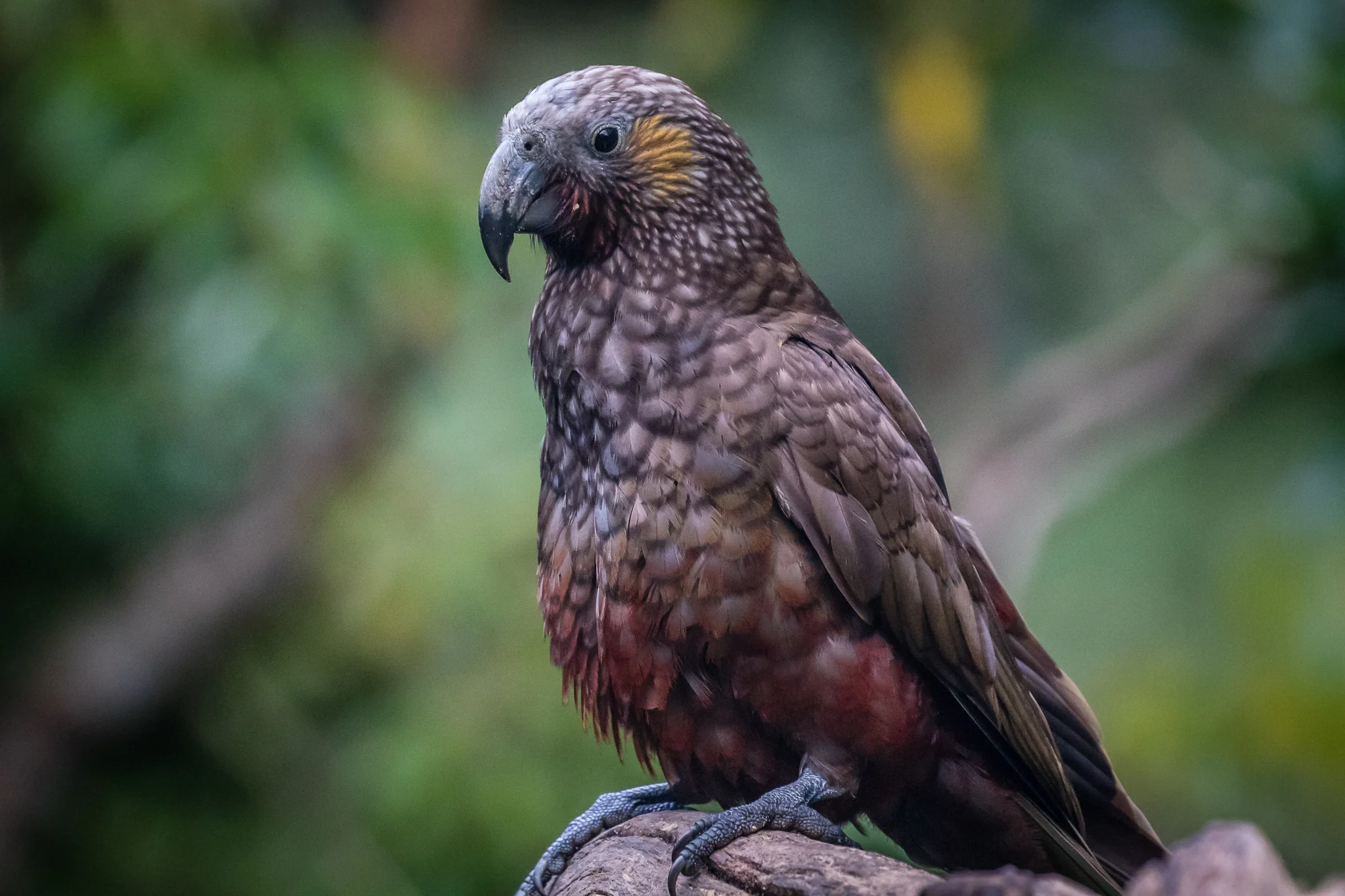 There is a third parrot family, the Strigopoidea, with only three surviving members, all found in New Zealand. The New Zealand Kaka (45 cm) above feeds on fruit, nectar and insects and is found in pockets on New Zealand’s main and offshore islands.