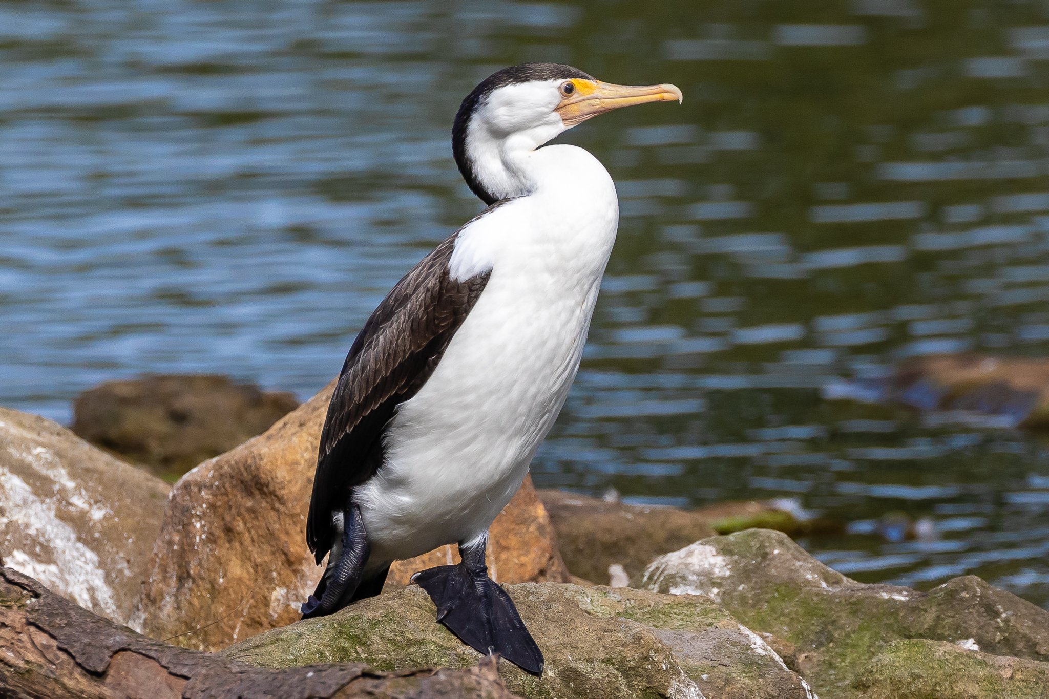 Australian Water Birds - Australia's Birds