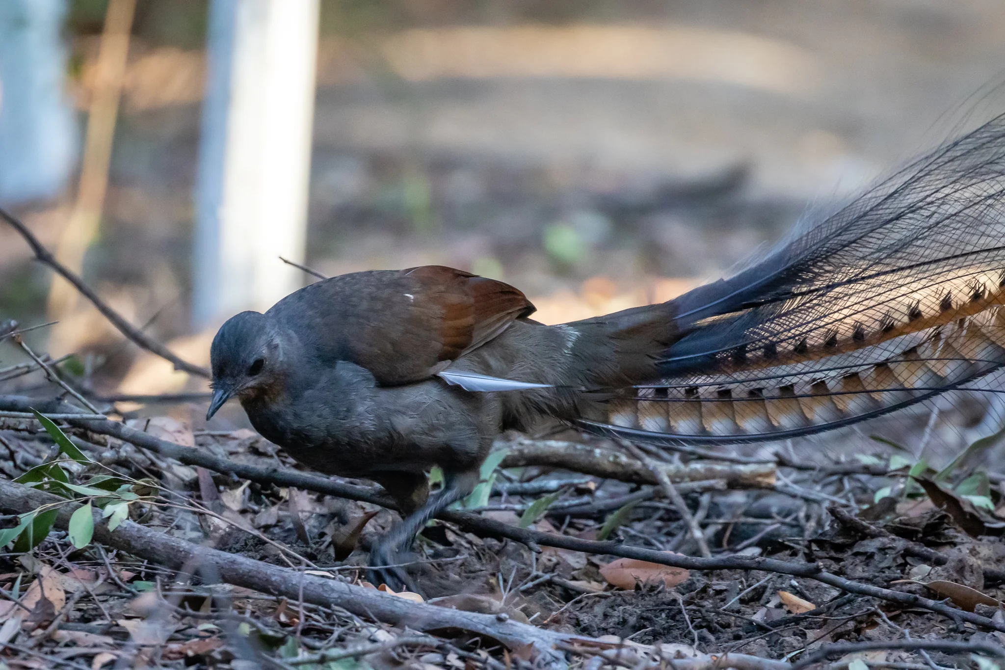 Superb Lyrebird at Morton National Park