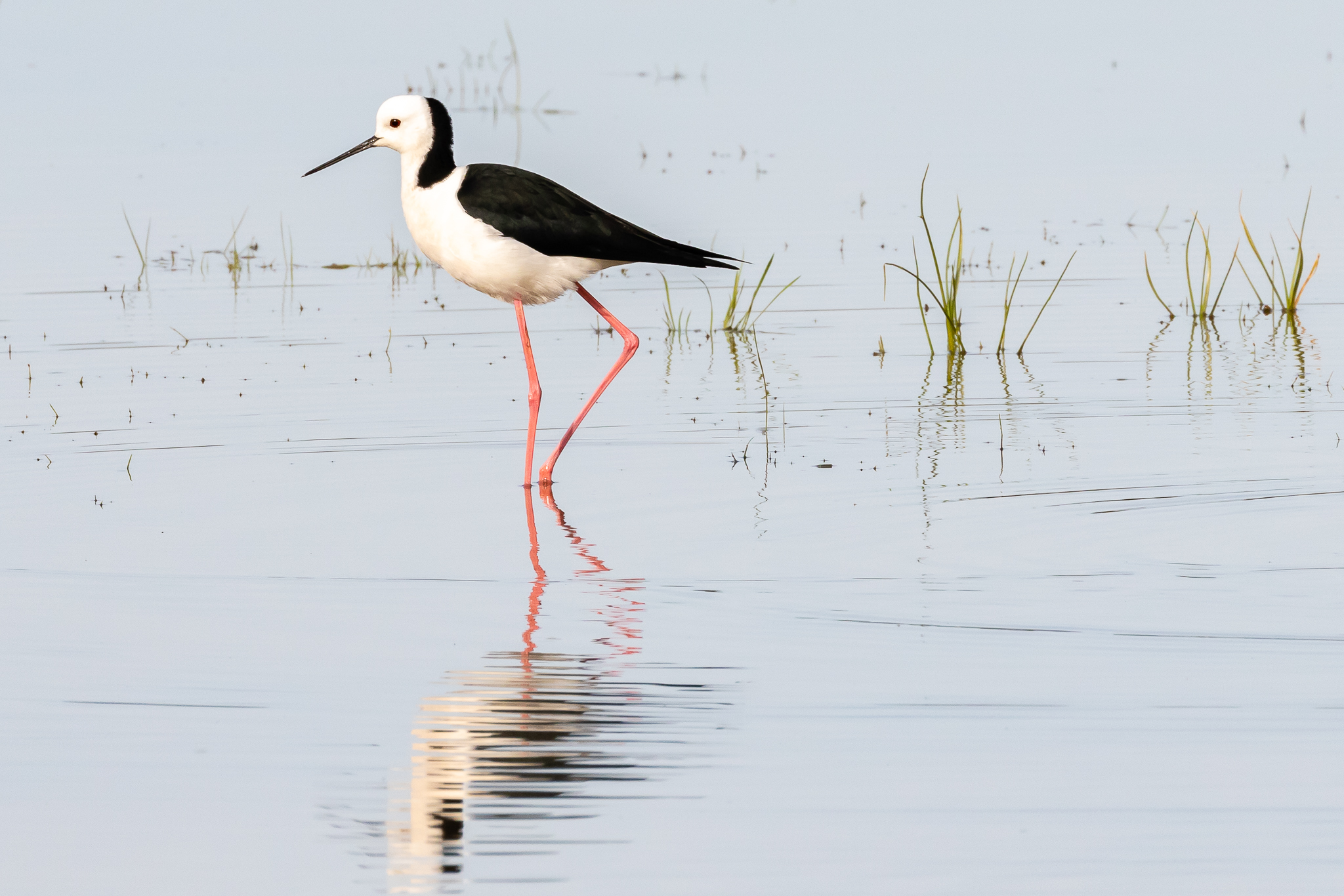 Black-winged Stilt