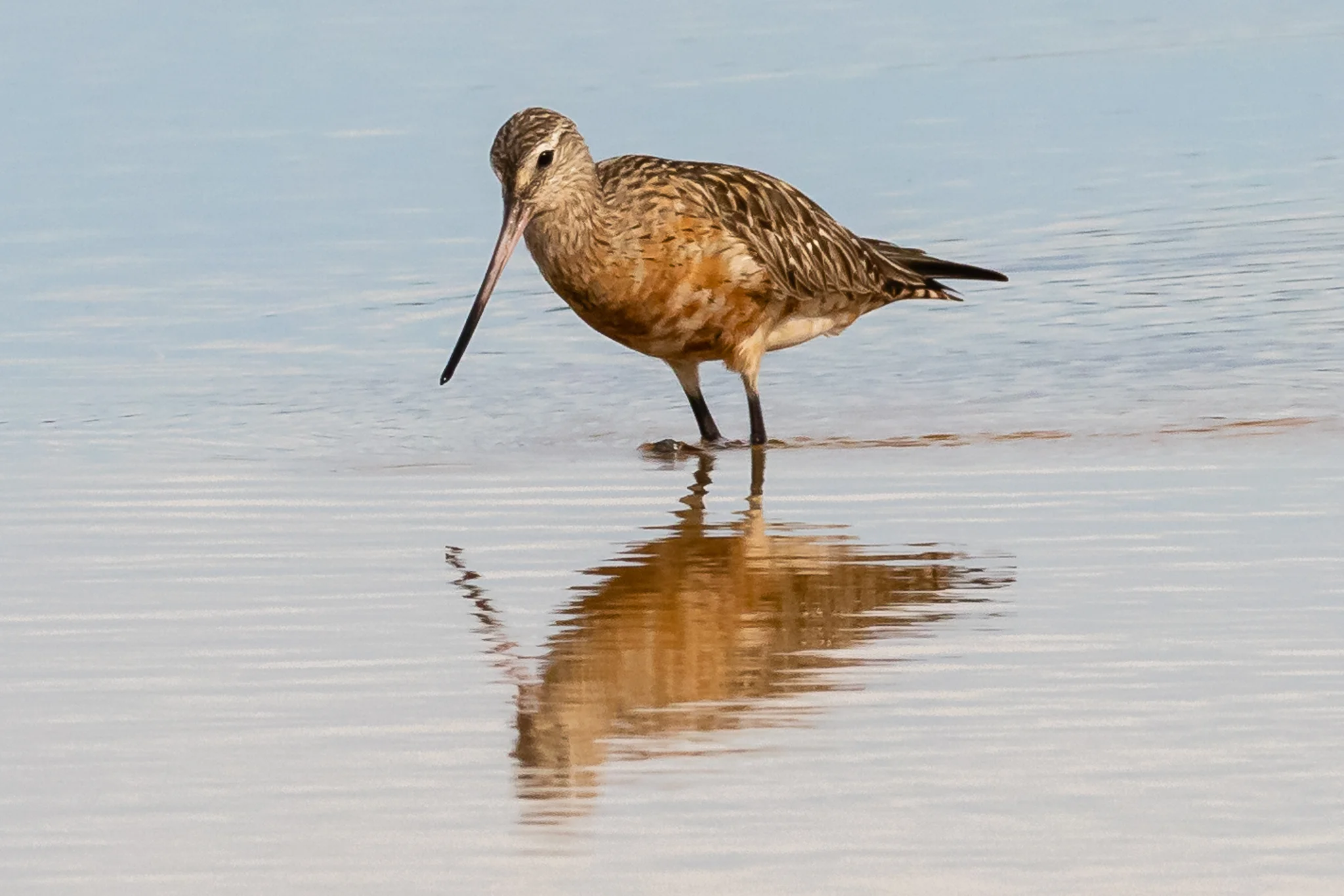 Bar-tailed Godwit