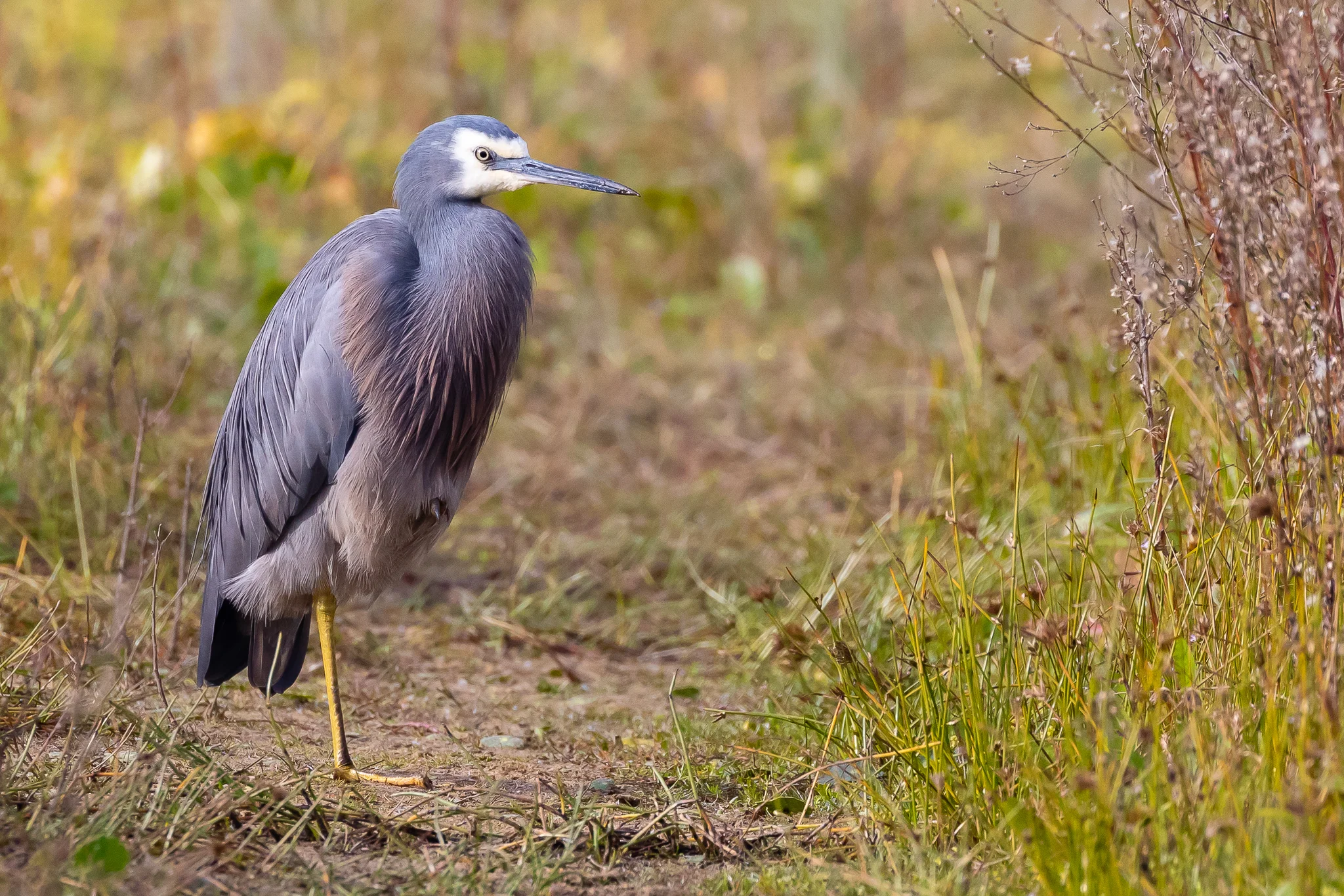 White-faced Heron