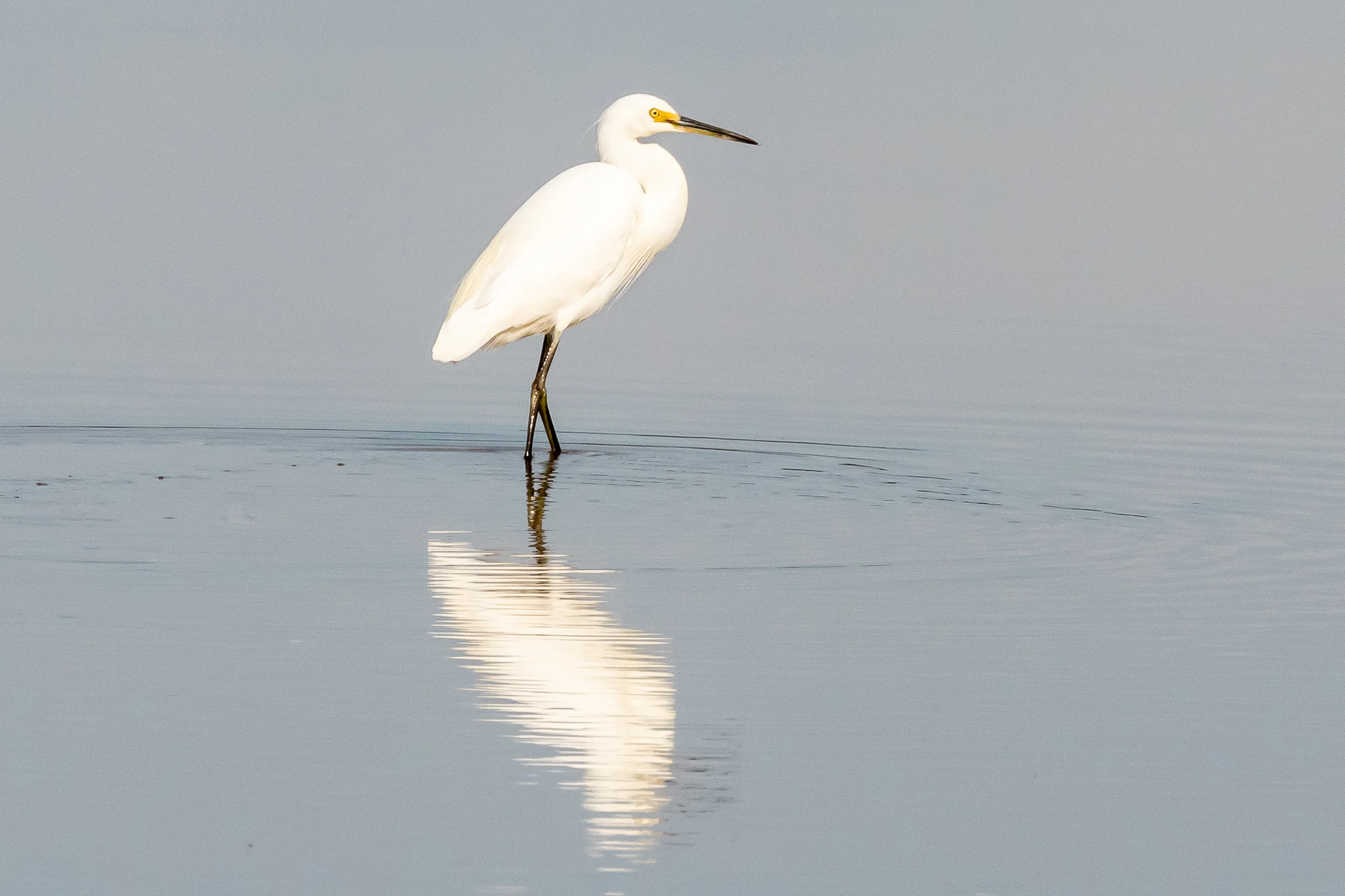 Little Egret