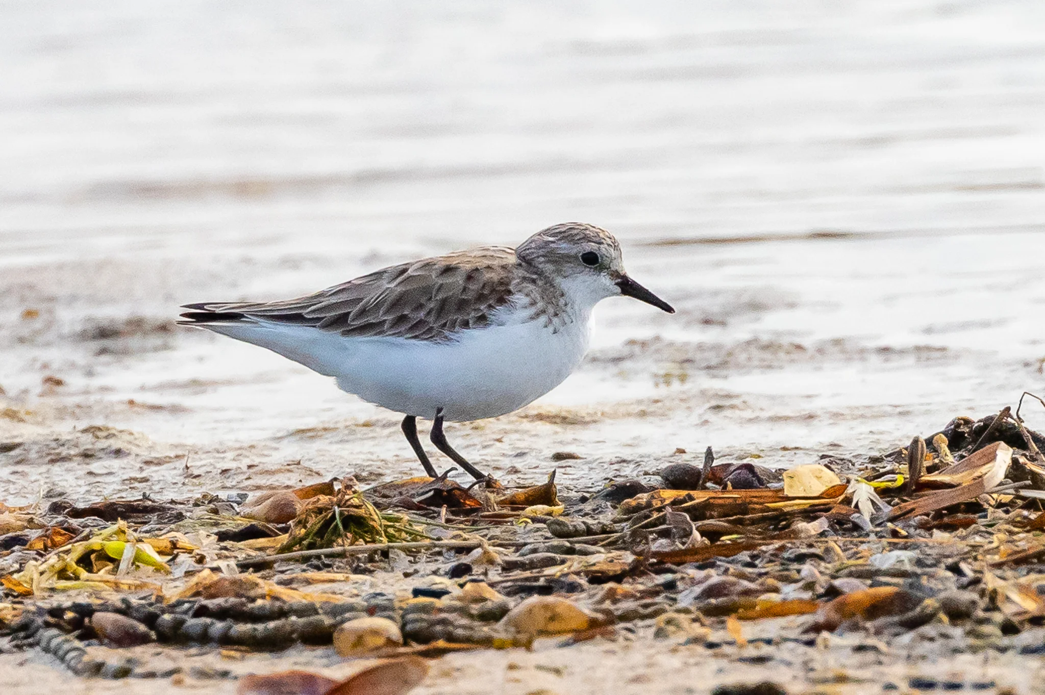 Red-necked Stint