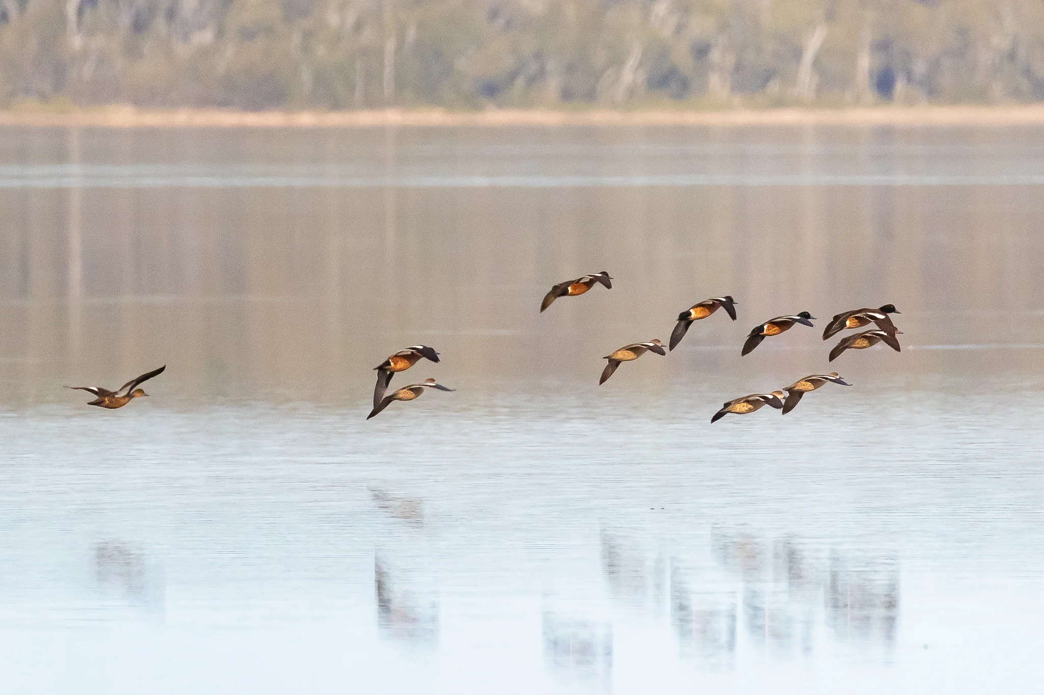 Chestnut Teal