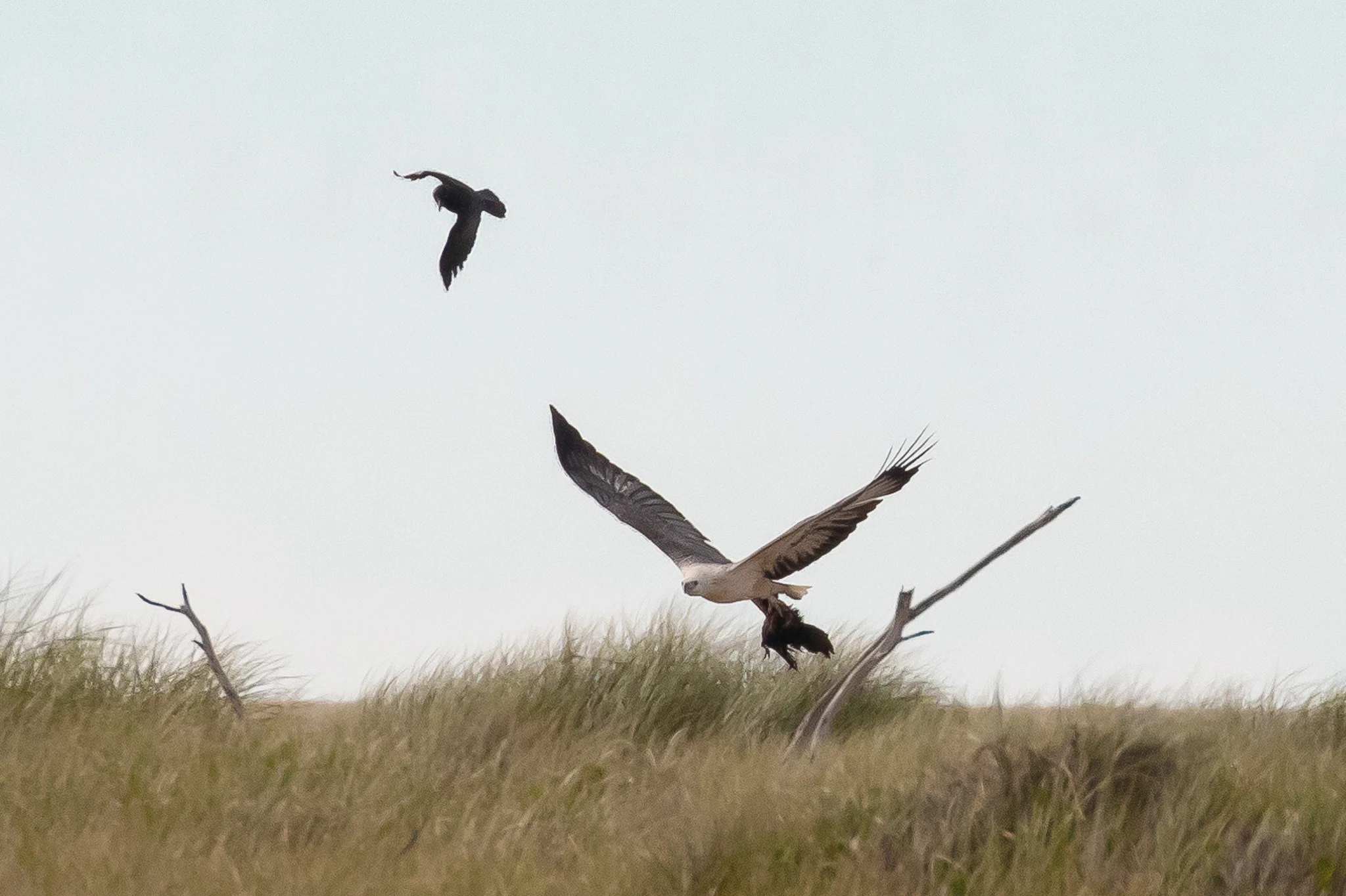 This White-bellied Sea-Eagle has taken an Australian Raven on the wing and is now taking it home while fending off the Raven’s companion. Photographed at Shoalhaven Heads.