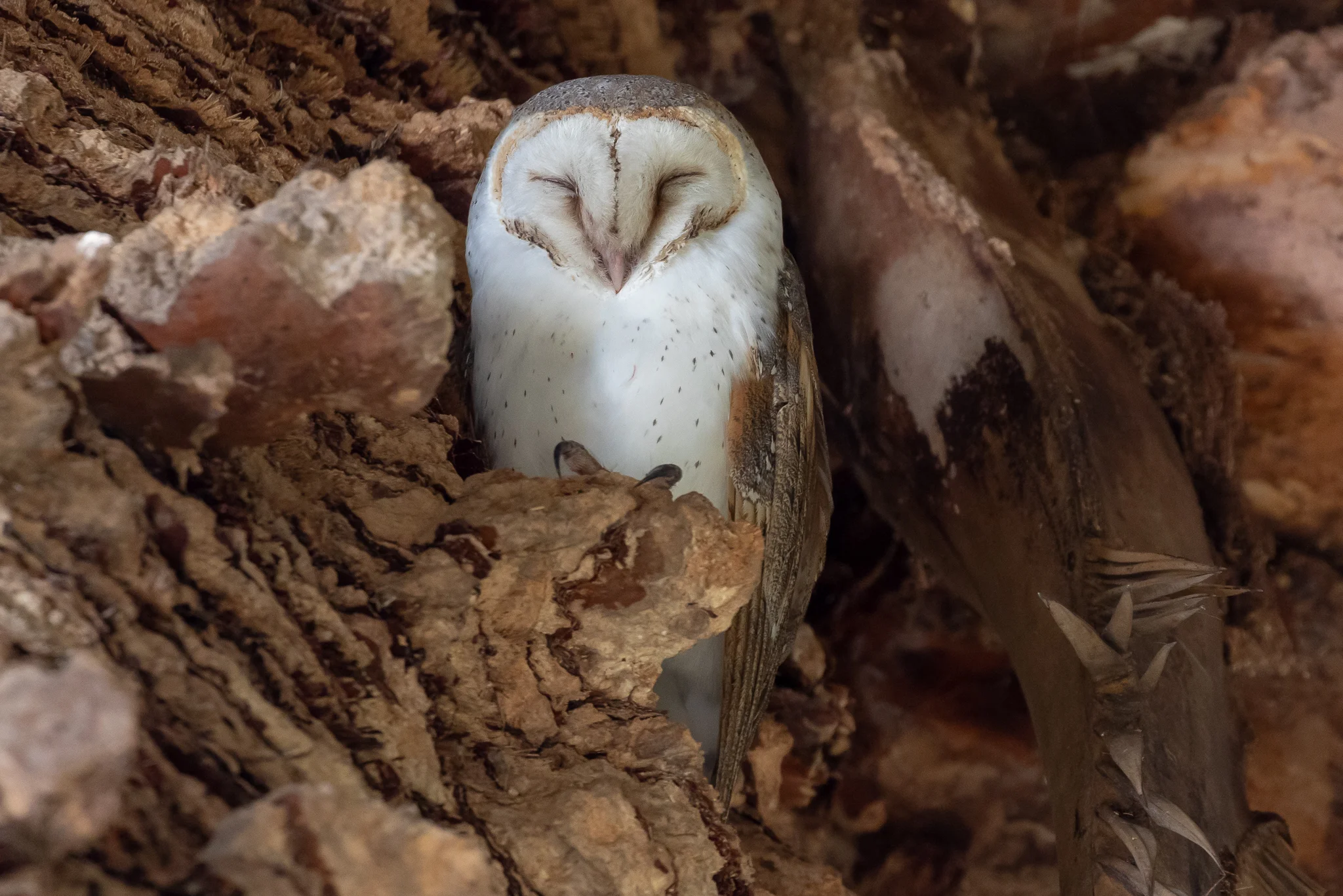 Eastern Barn Owl roosting under crown of a Canary Island Date Palm