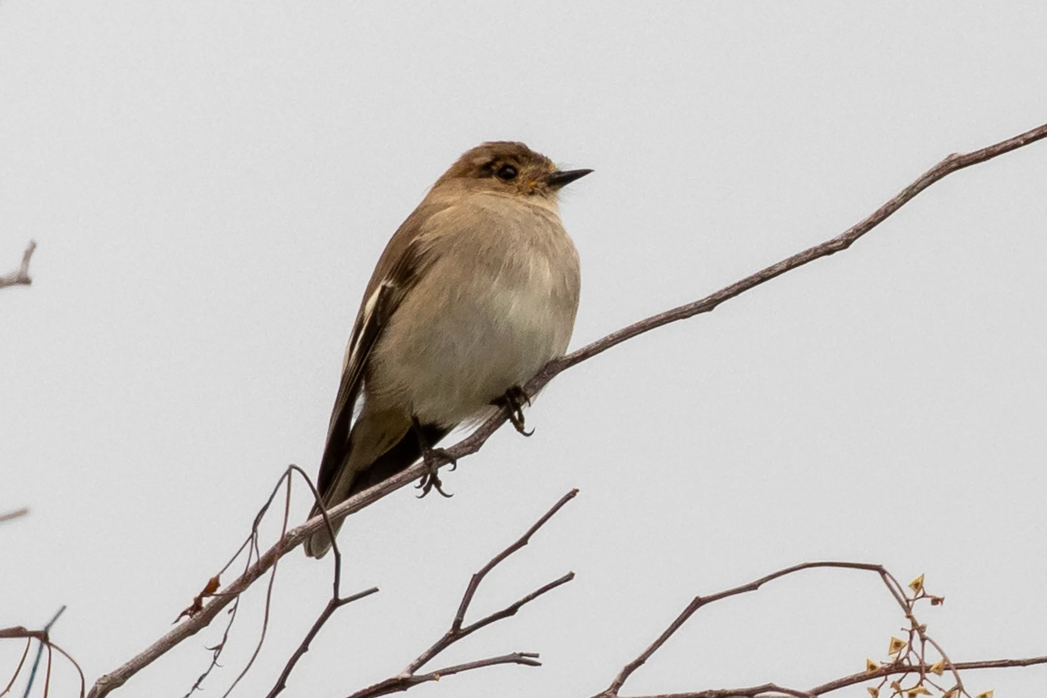 This female Flame Robin (13 cm) also has a subdued appearance compared to the male with it’s flame red front. Found across Australia’s south-east.