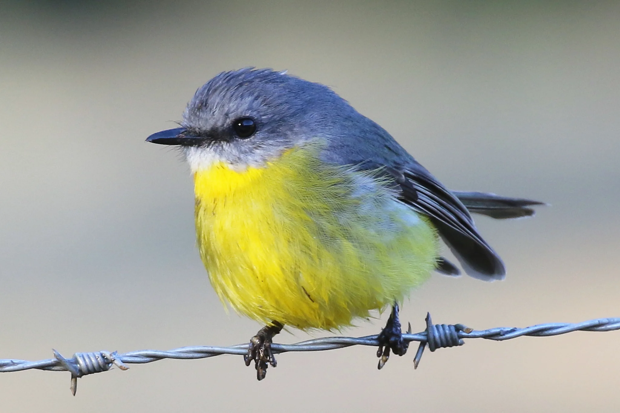 Eastern Yellow Robins (16 cm) are friendly birds found in Australia’s eastern states. The male and female have similar colouring.
