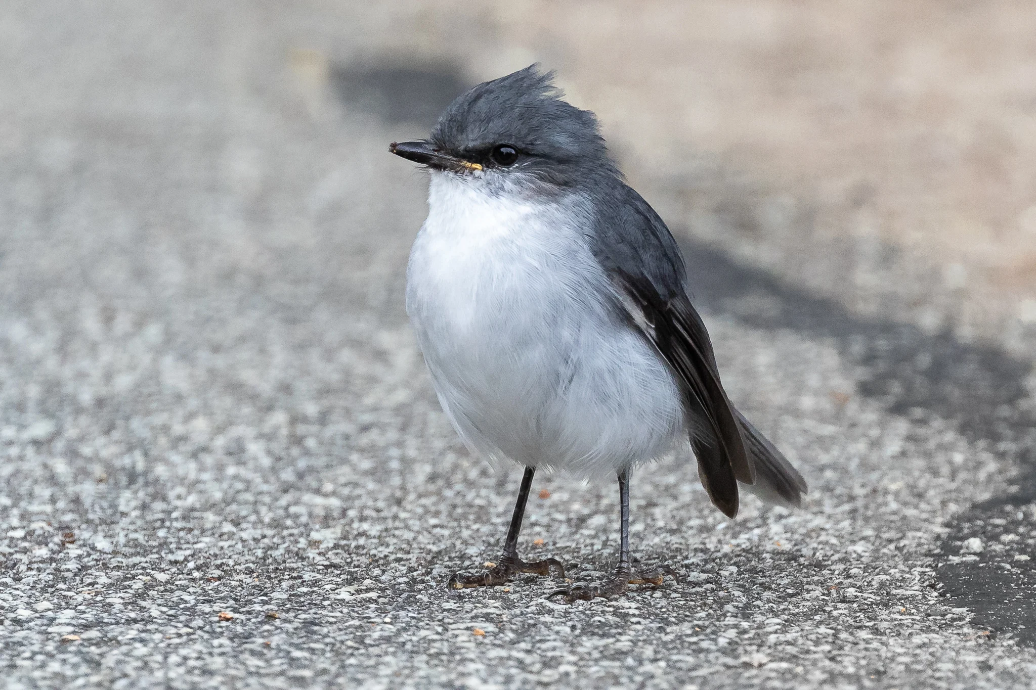 The White-breasted Robin (16 cm) is related to the Yellow Robin. It is found in Australia’s far south-west corner, in forest and coastal scrublands.