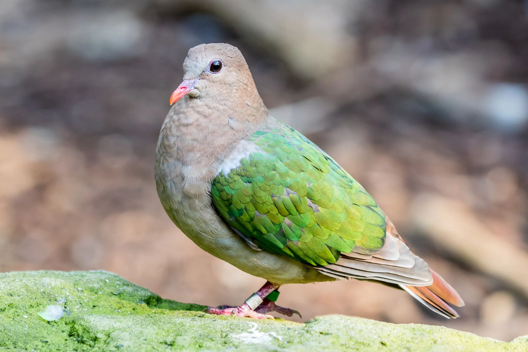 The Emerald Dove (27 cm) is widespread across Southeast Asia and is found in the forests of northern and eastern Australia. They eat seeds and fruit, feeding on the ground.