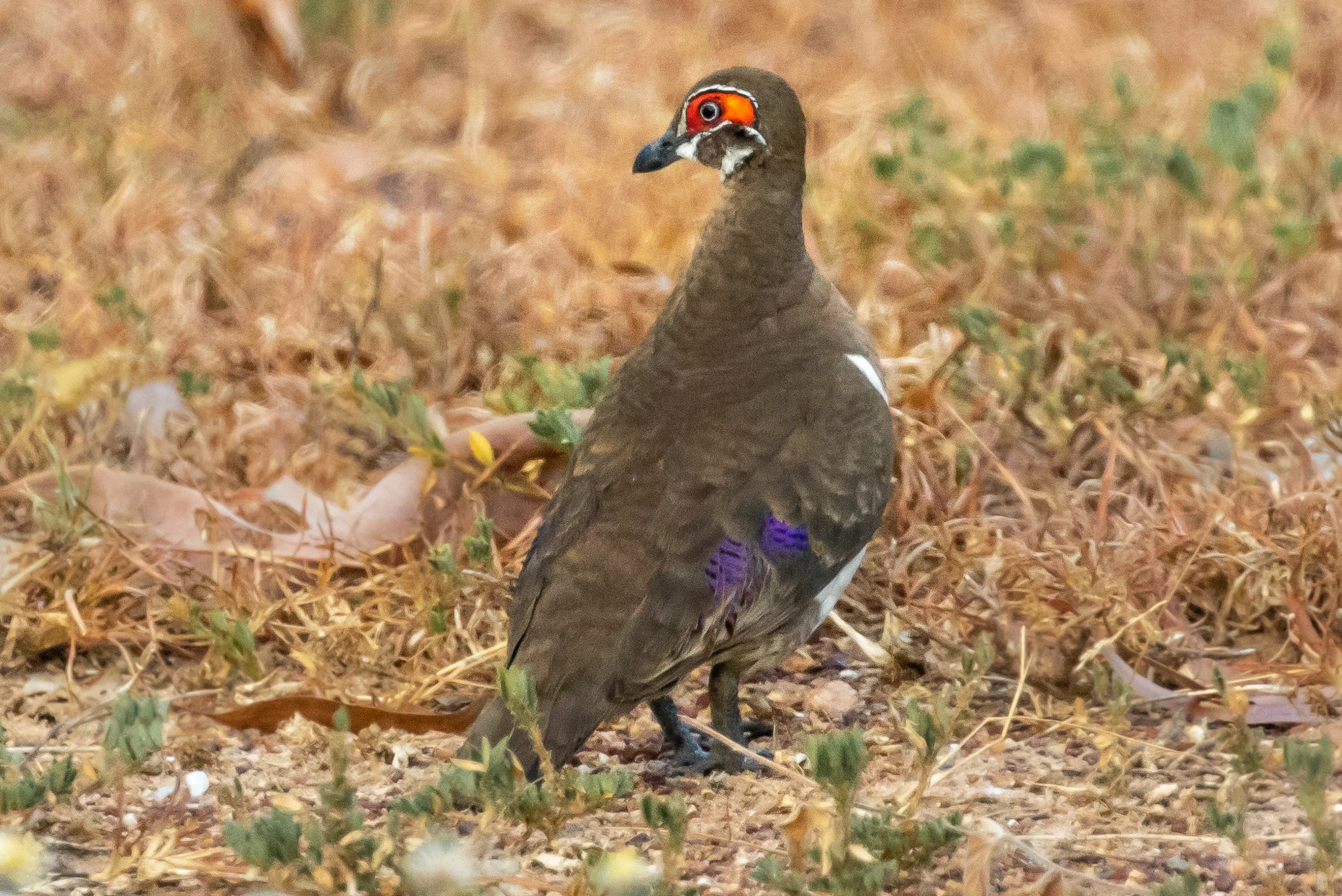 This northern territory bird, the Partridge Pigeon (28 cm) was seen at Jabiru in Kakadu National Park. They eat grass and acacia seeds.