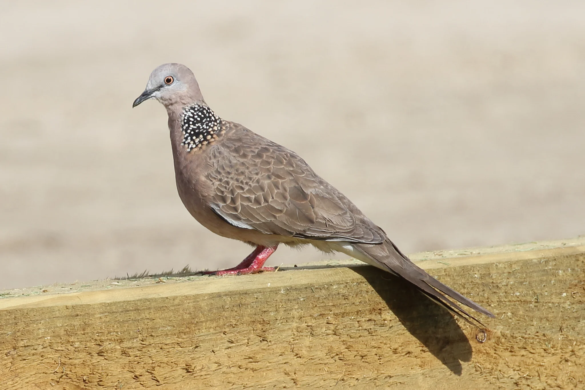 The Spotted Turtle-Dove (32 cm) is an introduced bird seen in our cities and country towns. They feed on the ground on grains, seeds and food scraps.