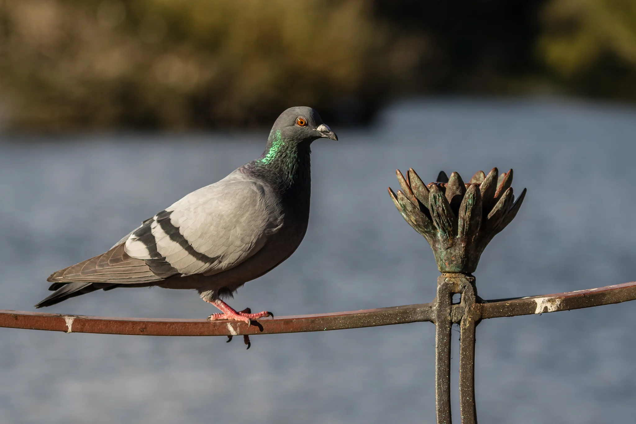 The Feral Pigeon or Rock Dove (35 cm), introduced from Europe, is seen widely across Australia, scavenging for food to supplement its diet of seeds.