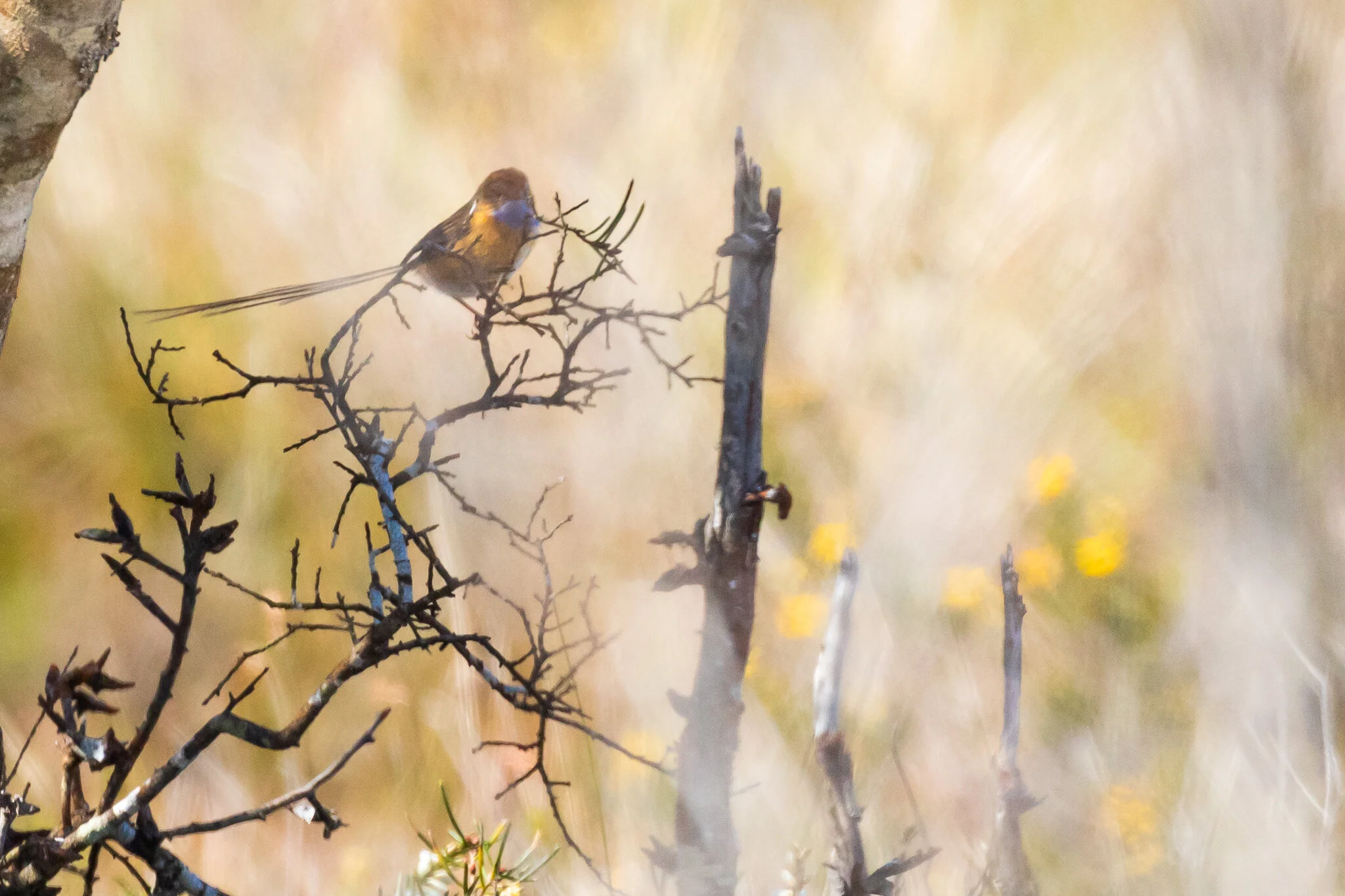 Southern Emu-wren