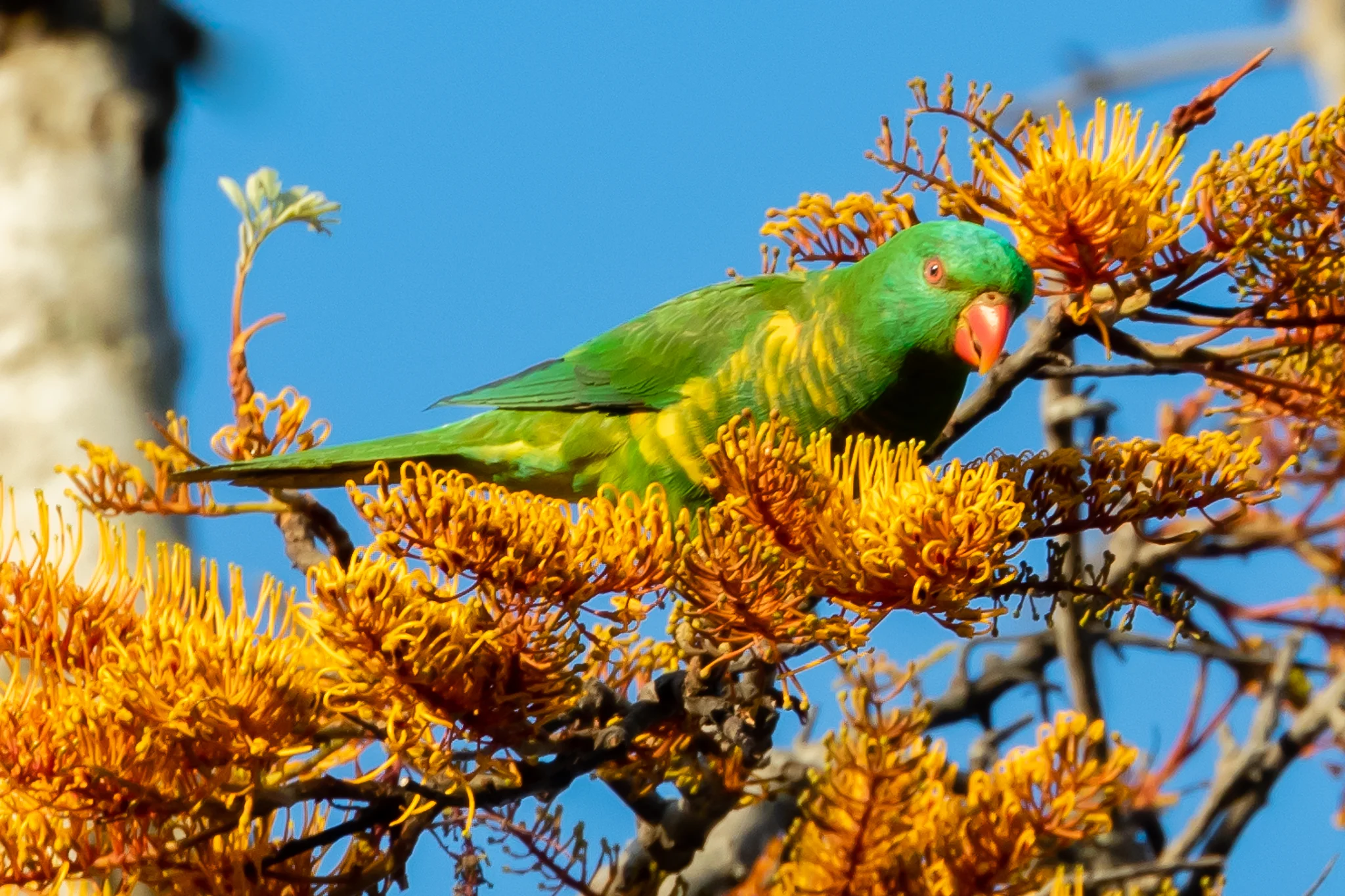 Scaly-breasted Lorikeet